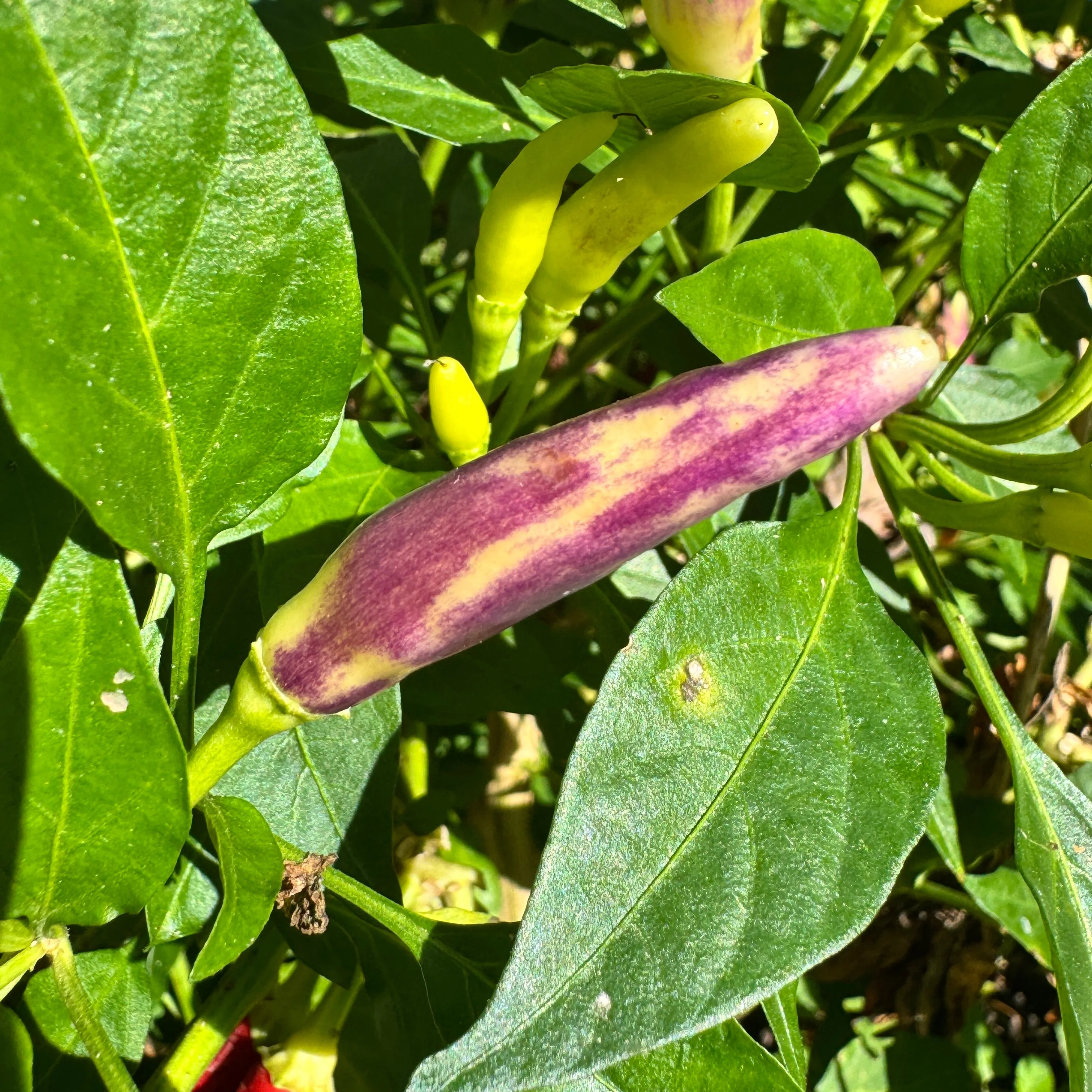 KS White Thai - Seeds - Image 3