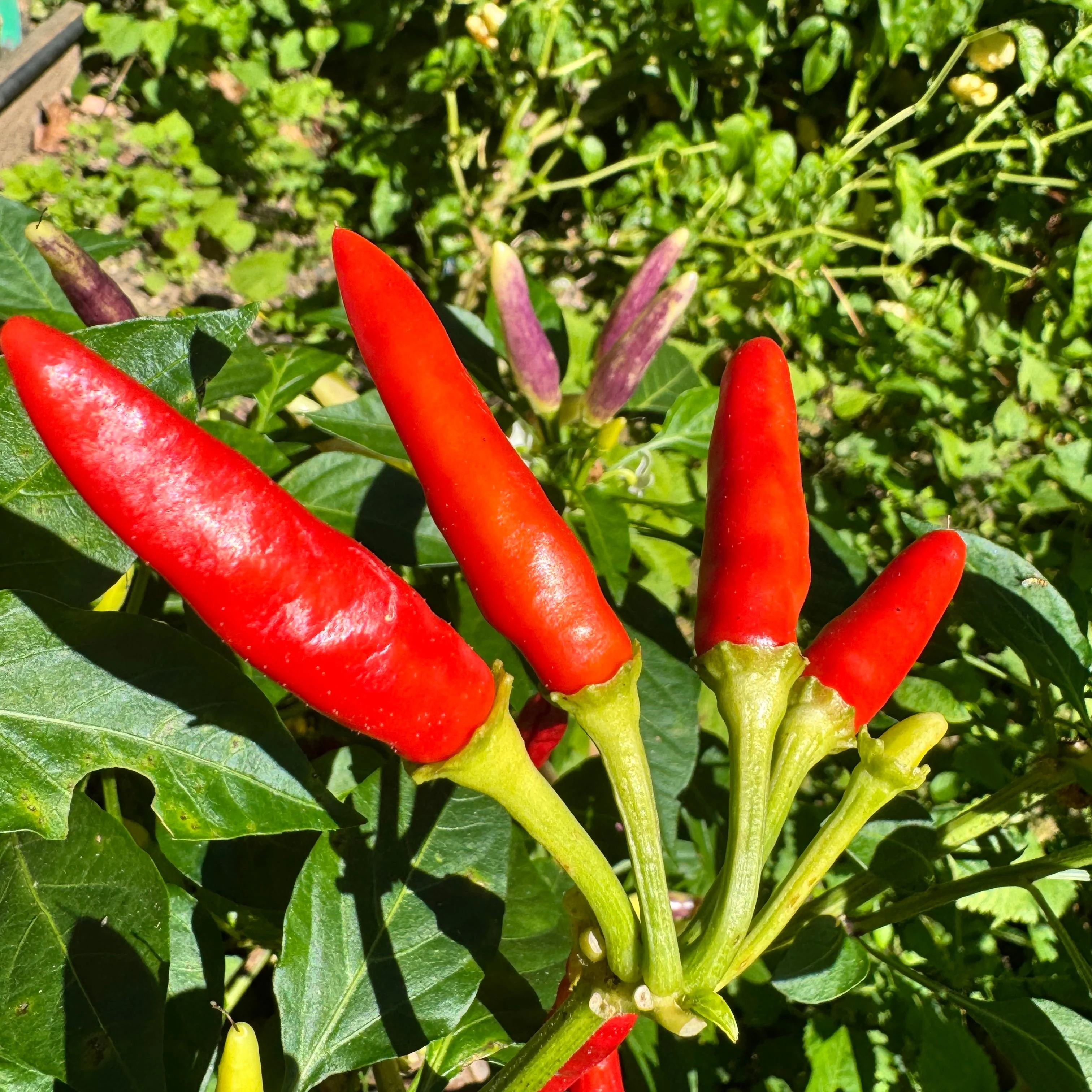 KS White Thai - Seeds - Image 4