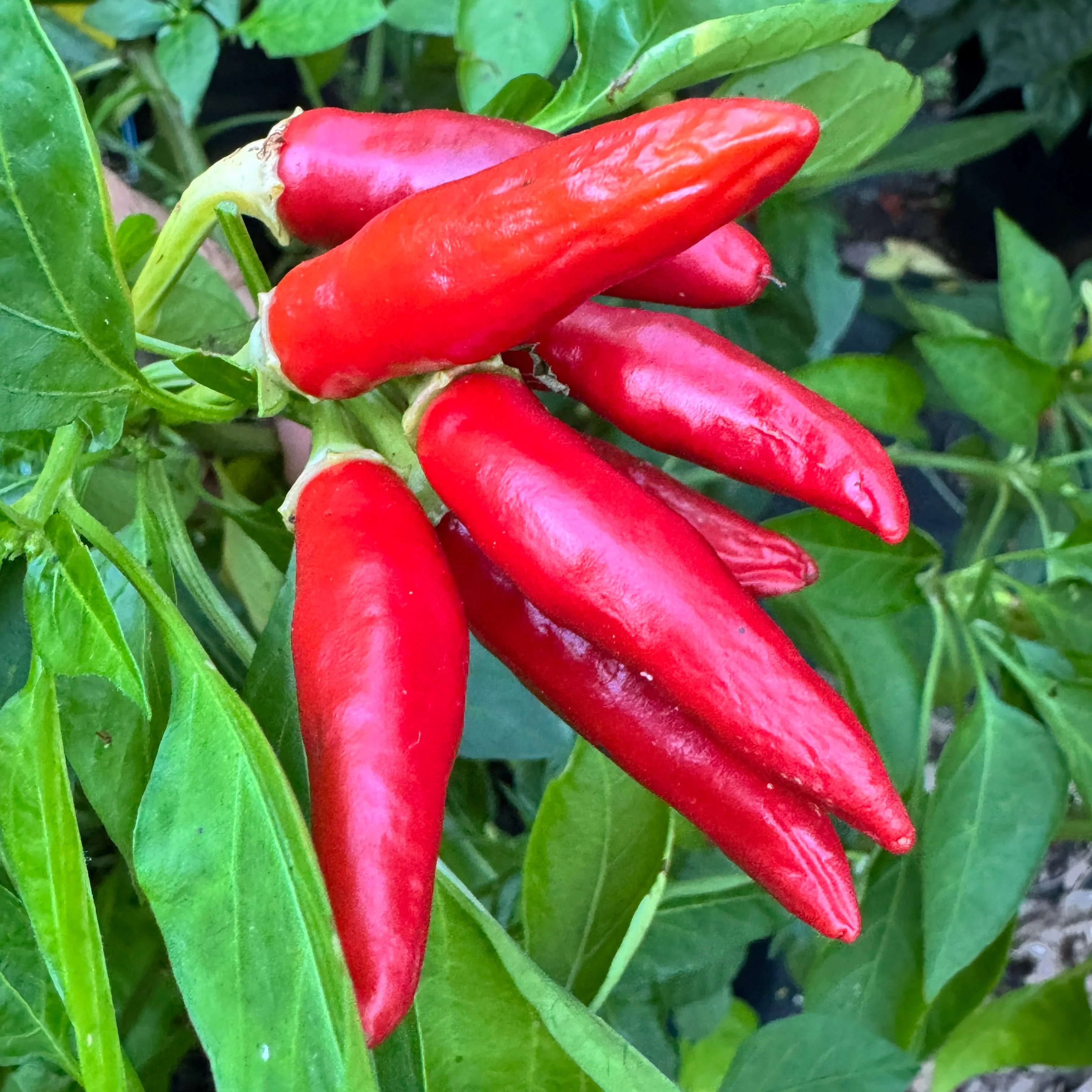 KS White Thai - Seeds - Image 6