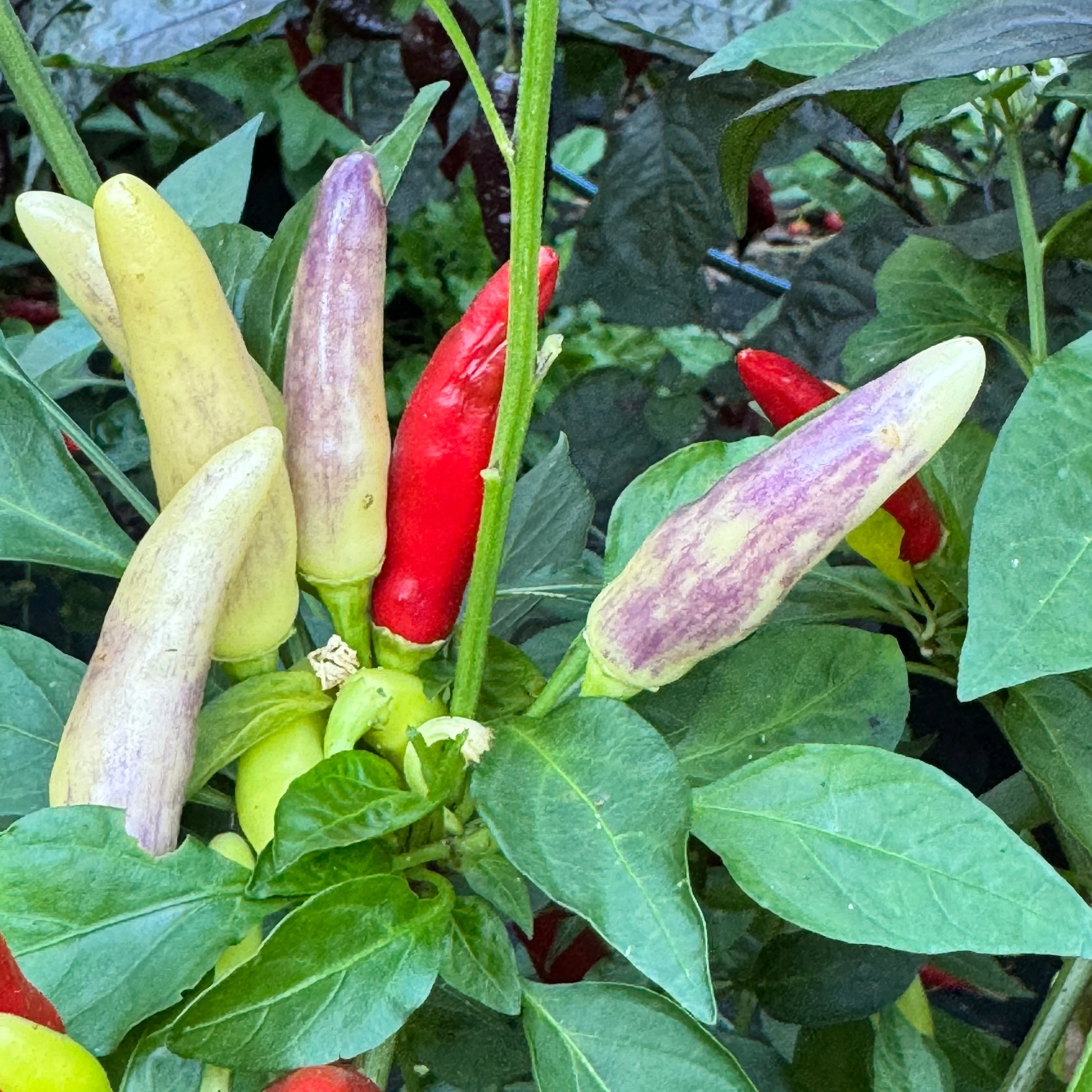 KS White Thai - Seeds - Image 7