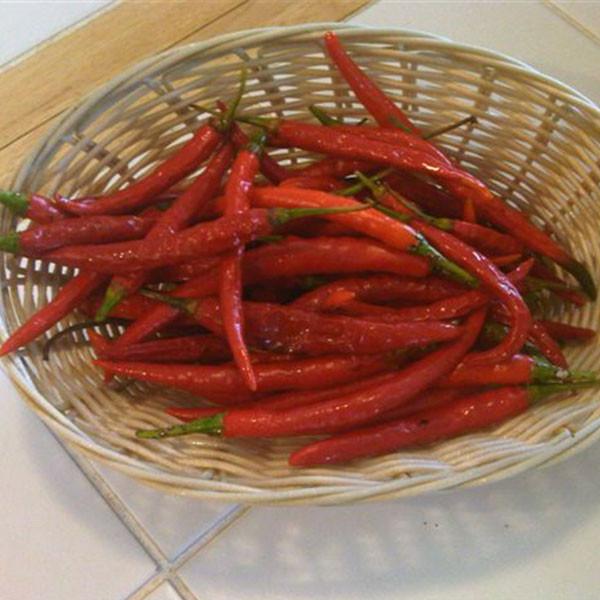 Kung Pao Pepper Seeds (Non-Isolated) - Image 3