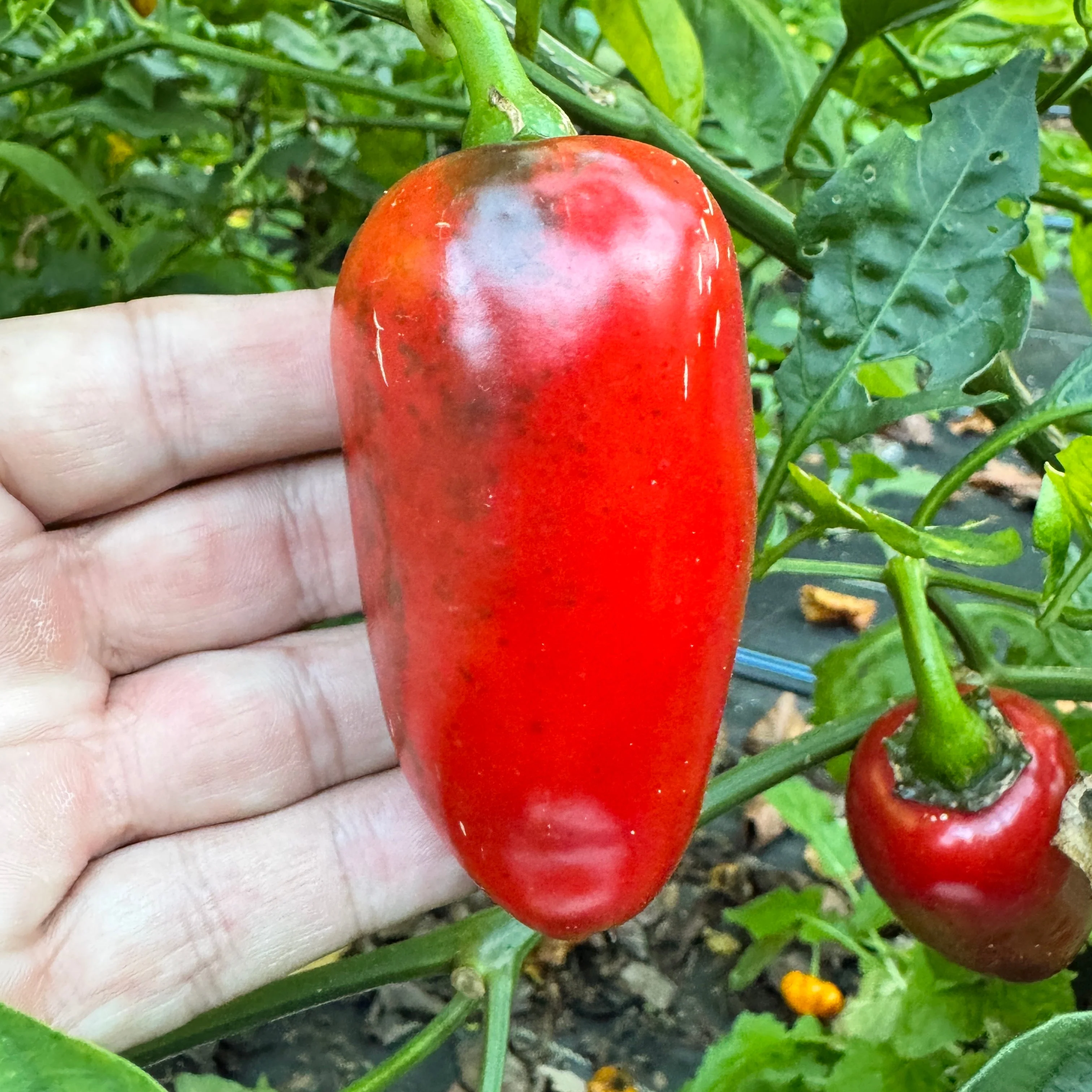 La Bomba II Jalapeño - Seeds - Image 3