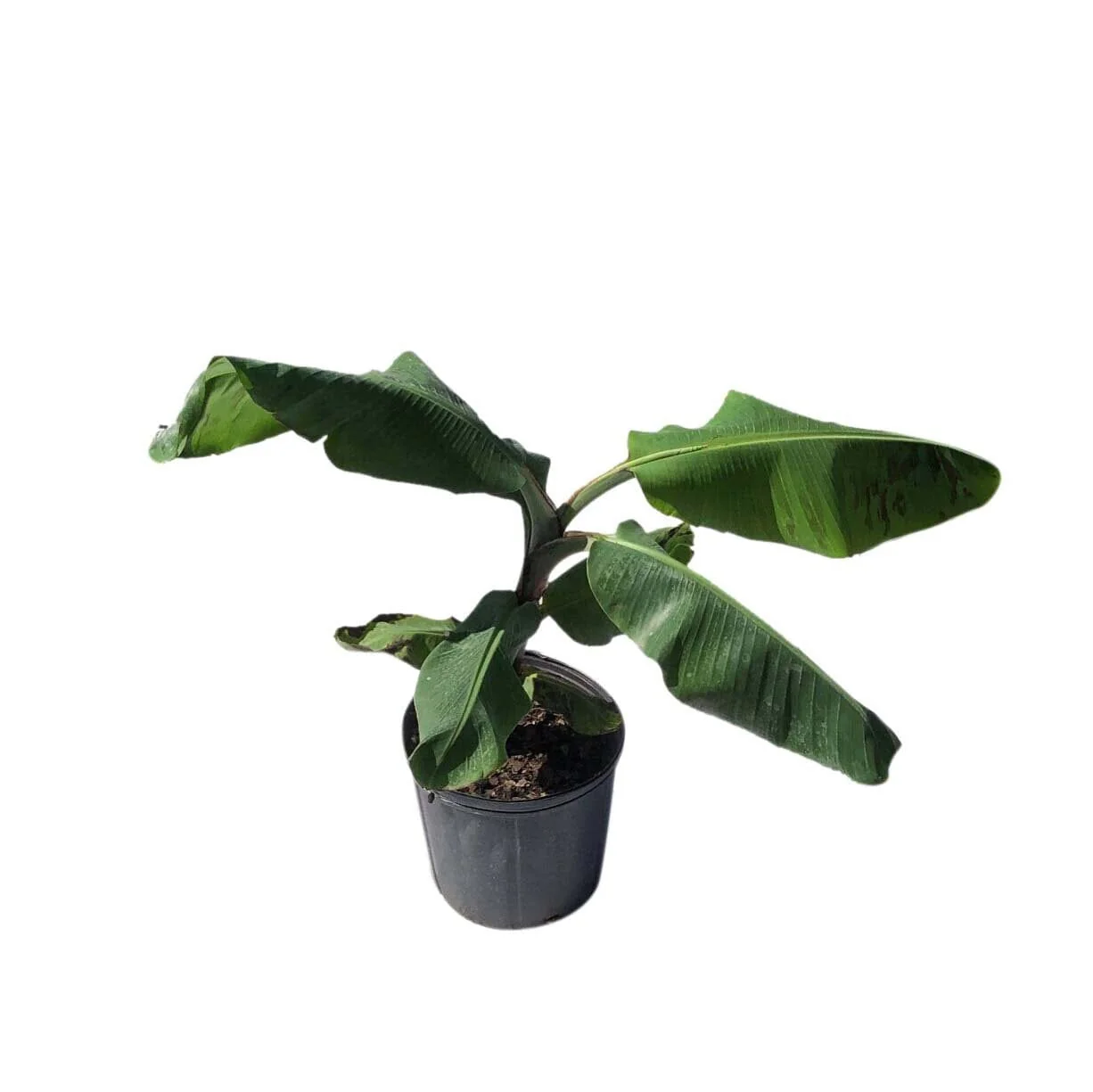 Lakatan Musa Banana Plant - Image 2