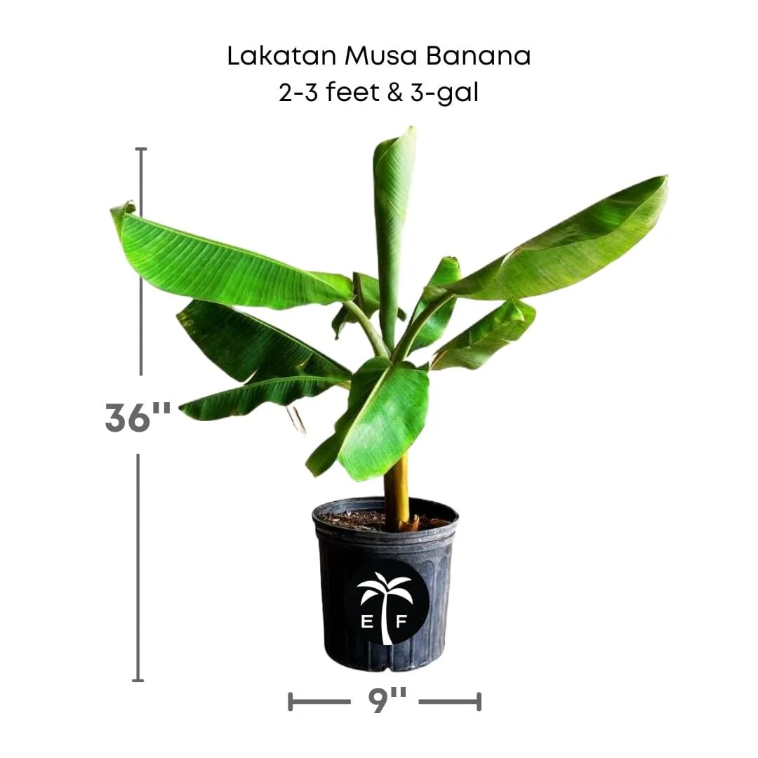 Lakatan Musa Banana Plant - Image 3