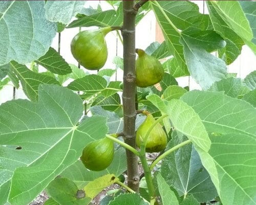 Lattarula Fig Tree - Image 2