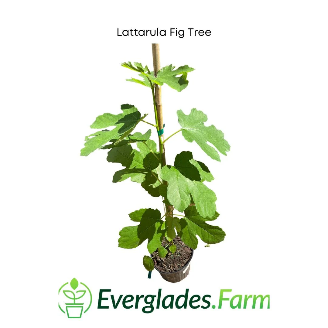 Lattarula Fig Tree - Image 3