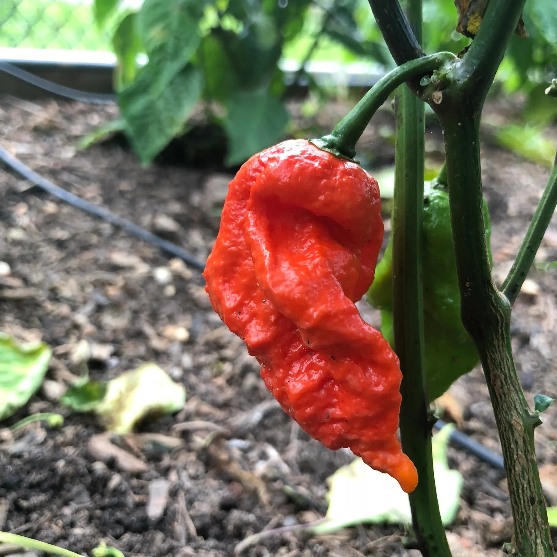 Lava Scorpion - Seeds - Image 2