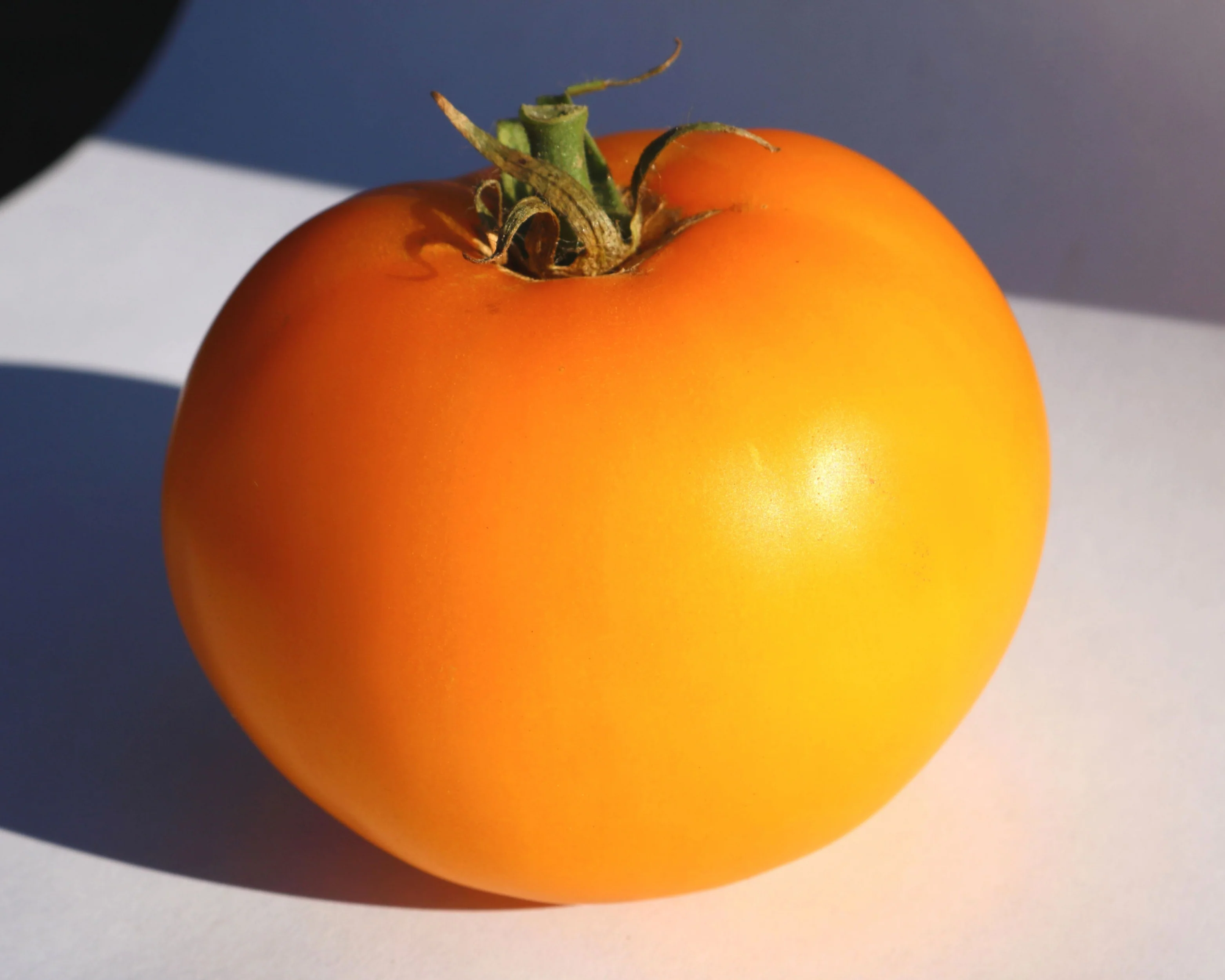 Lemon Boy Plus Hybrid Tomato Seeds - Image 2