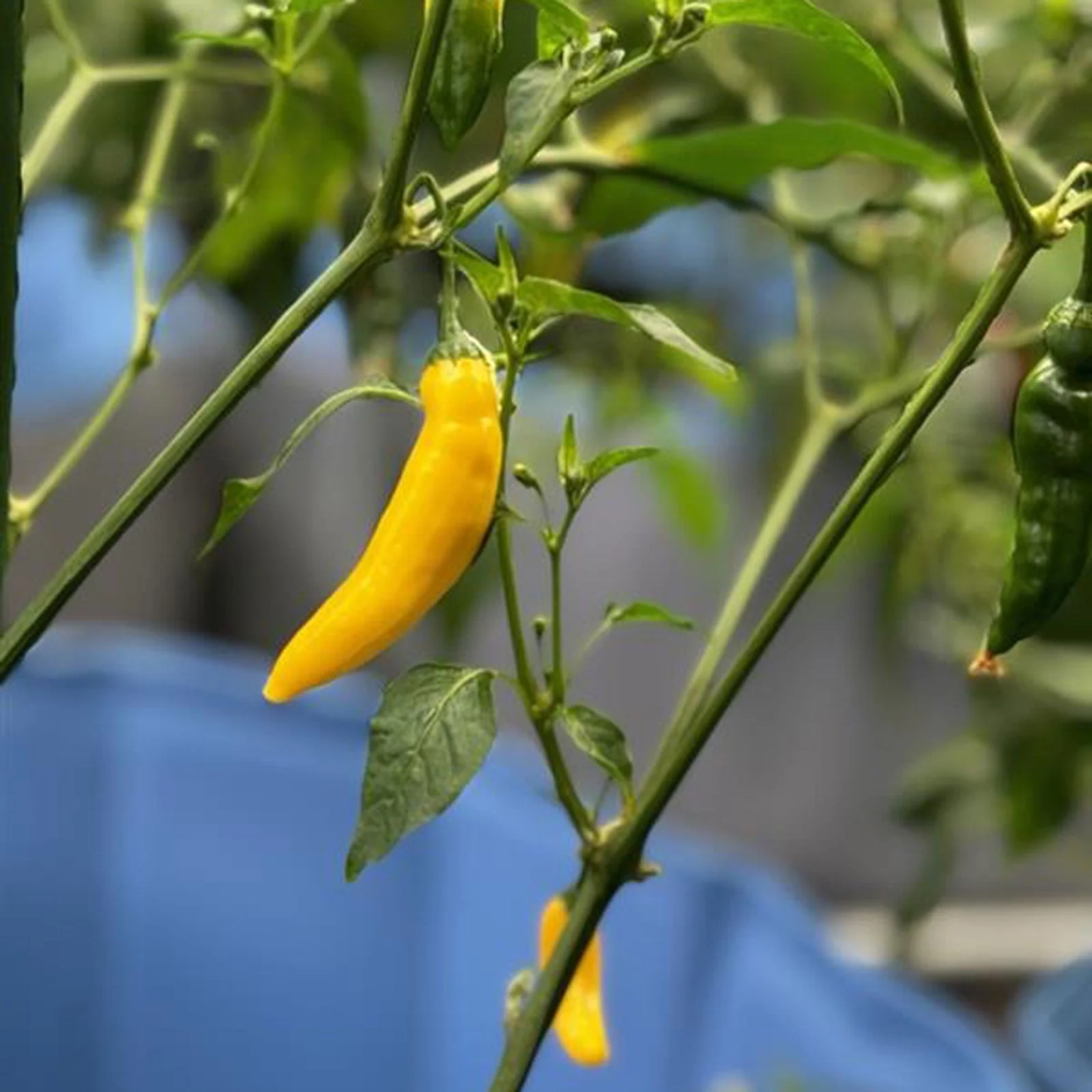 Lemon Drop Pepper Seeds - Image 2