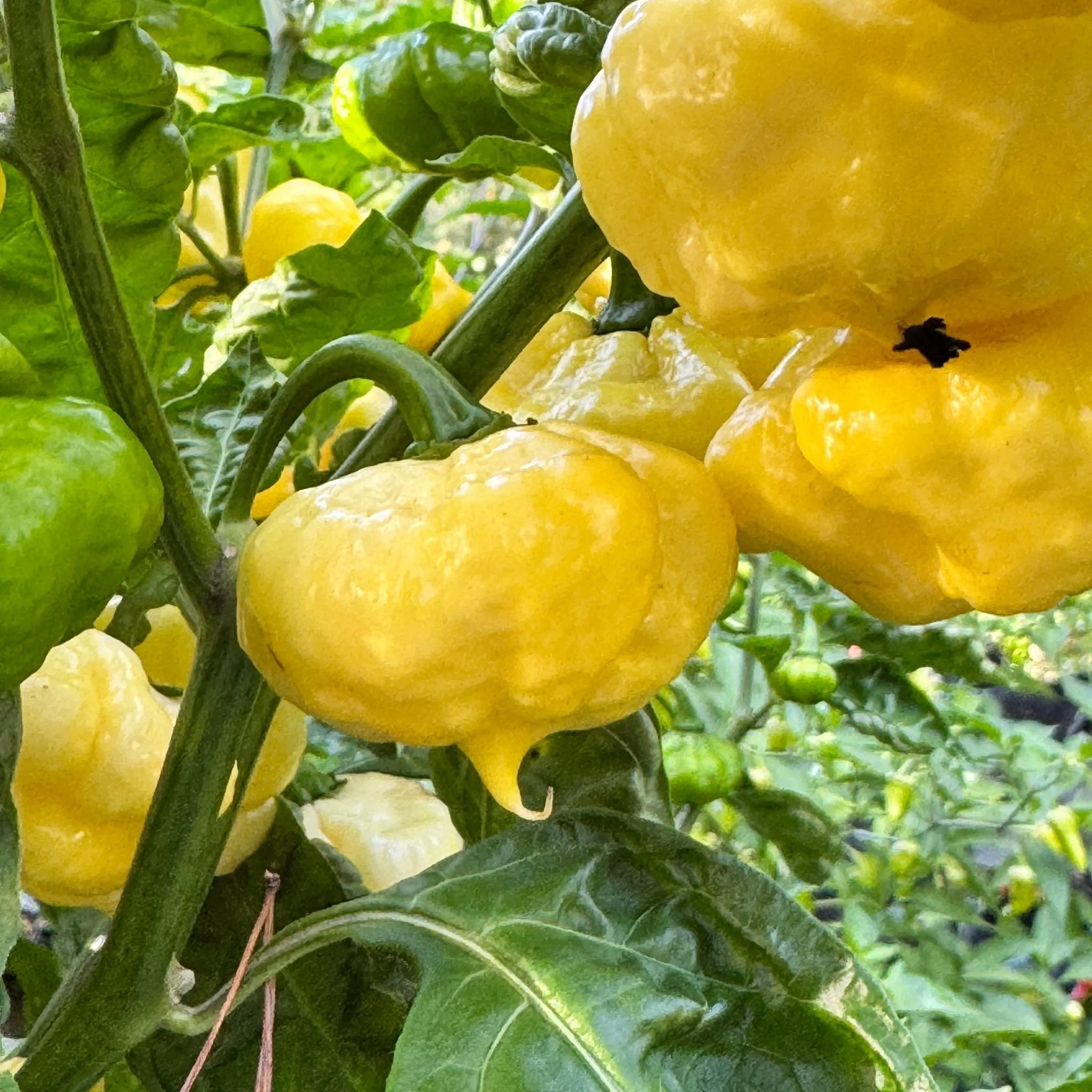 Lemon StarrBurst - Seeds - Image 2