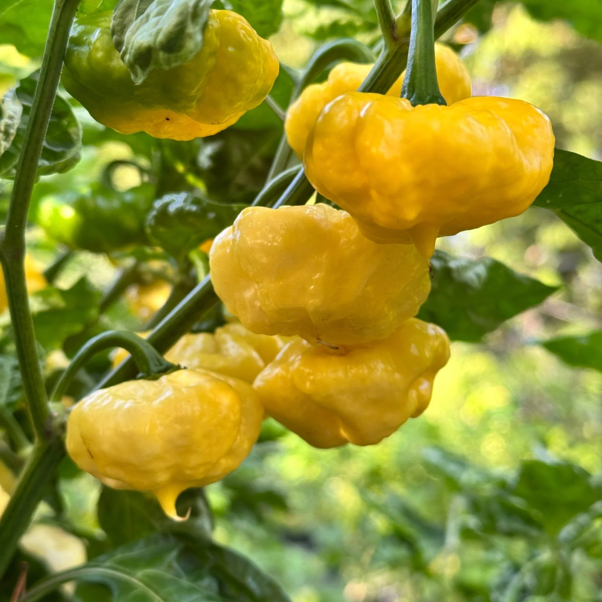 Lemon StarrBurst - Seeds - Image 3