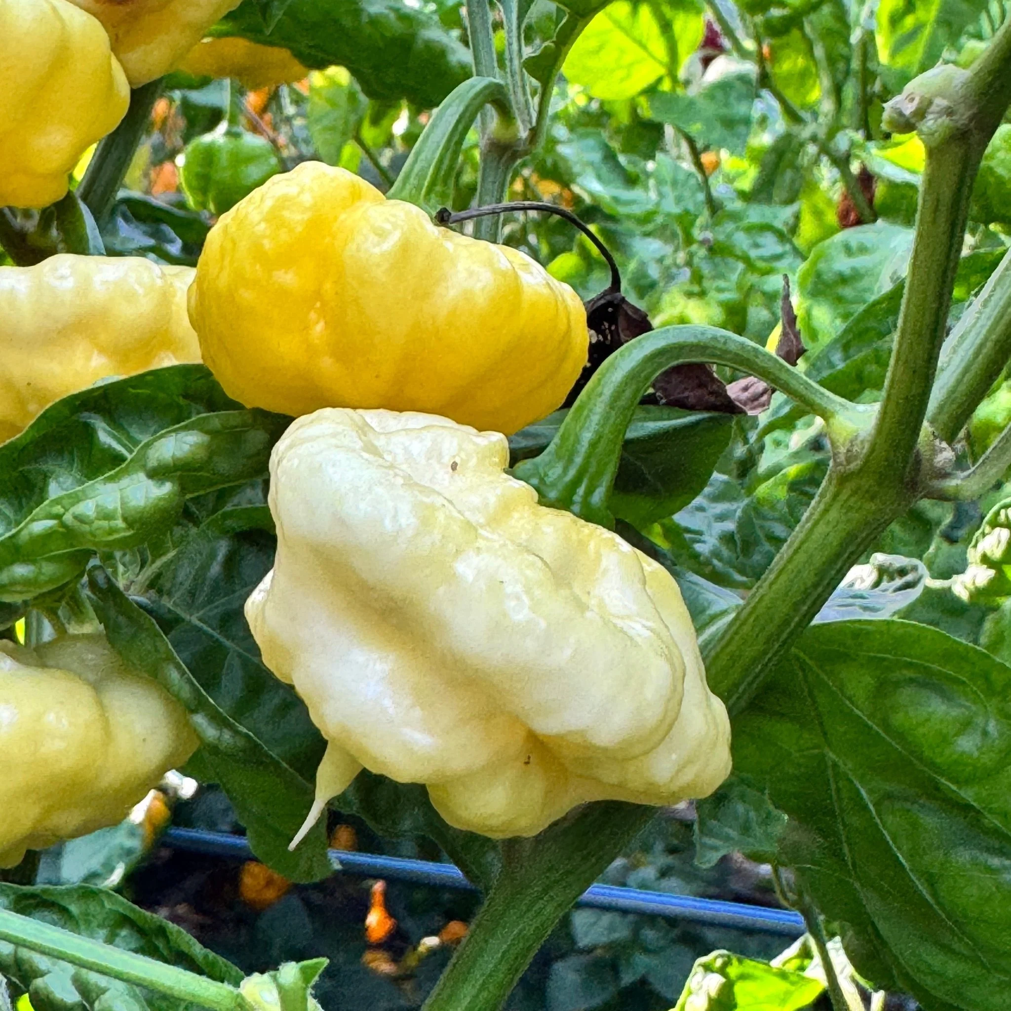 Lemon StarrBurst - Seeds - Image 4