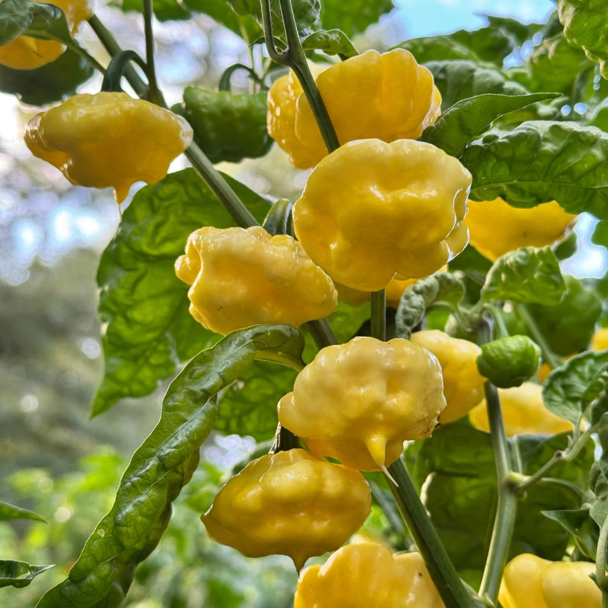 Lemon StarrBurst - Seeds - Image 5