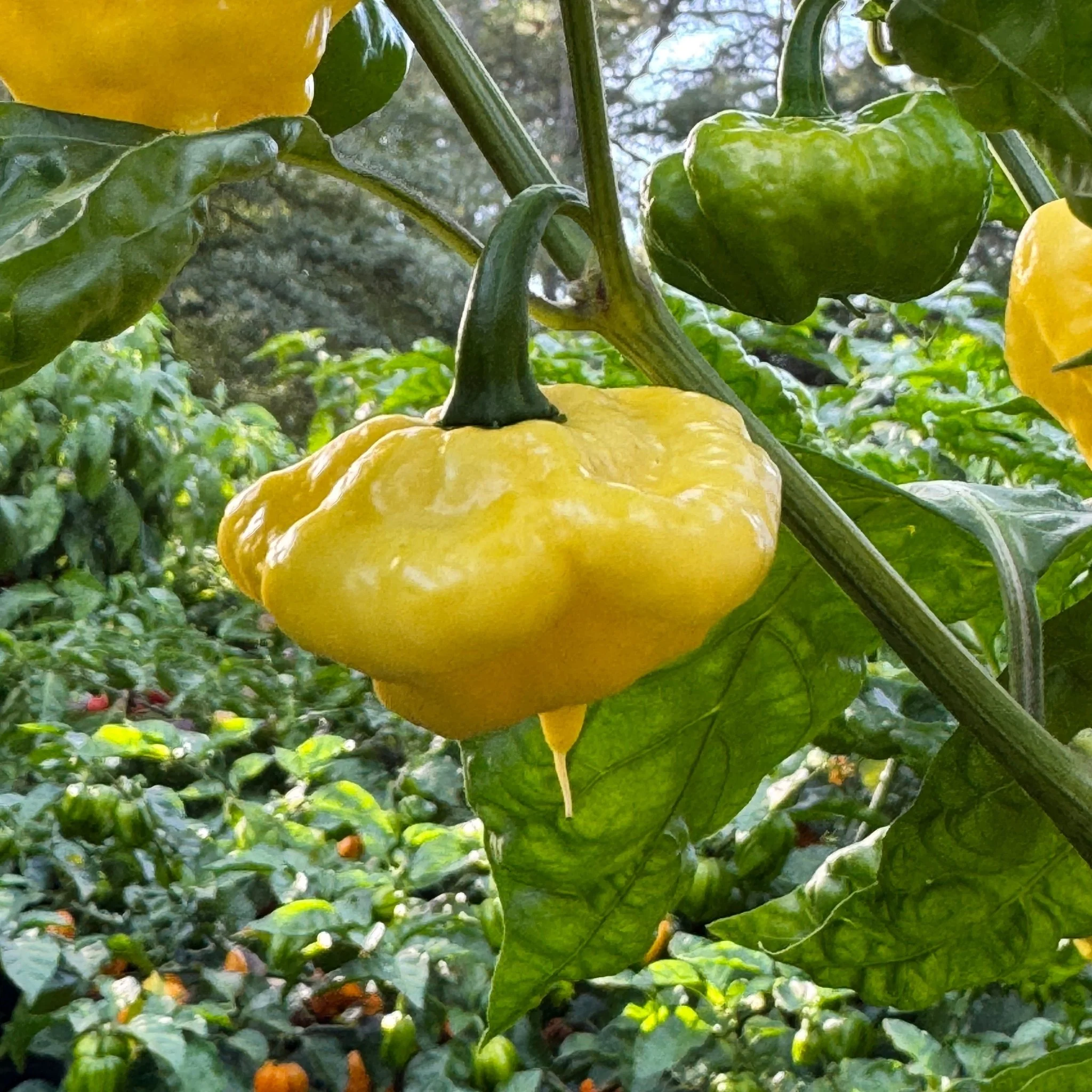 Lemon StarrBurst - Seeds - Image 6