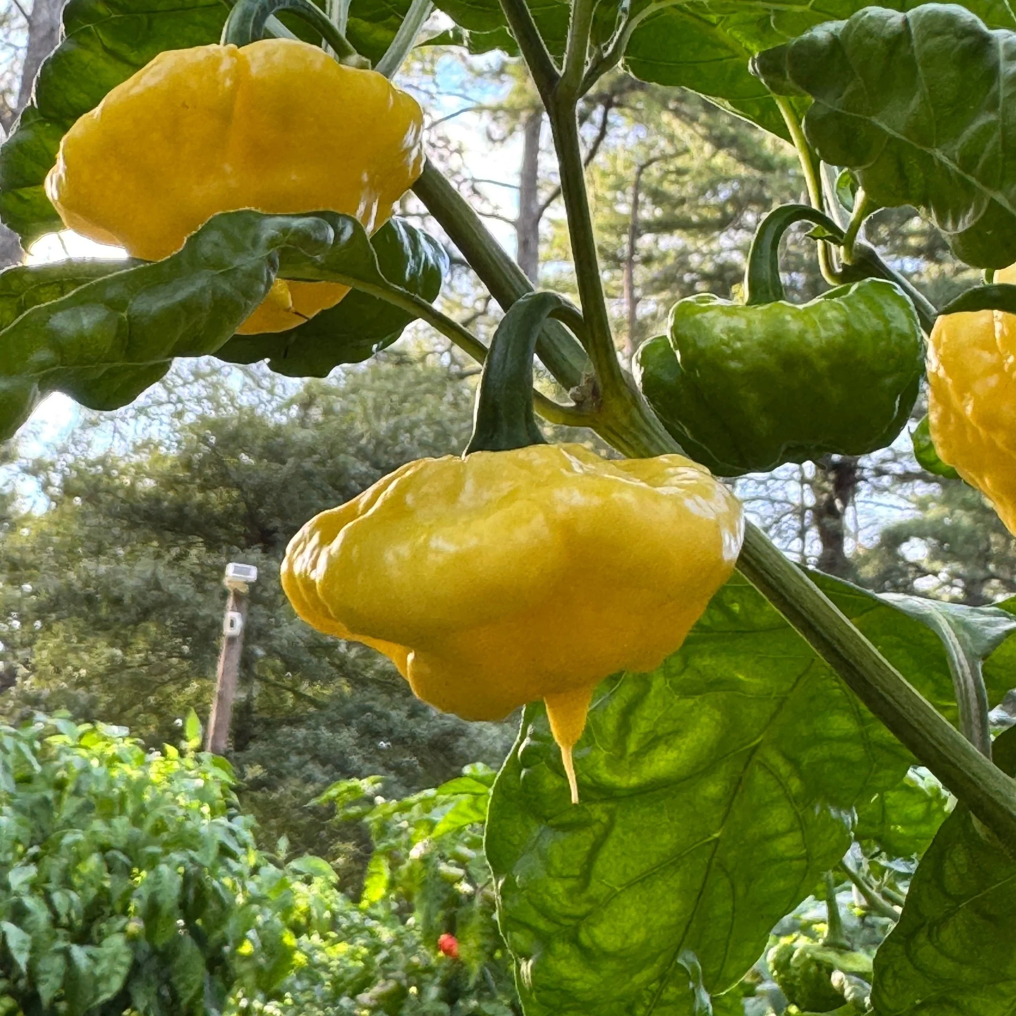 Lemon StarrBurst - Seeds - Image 7
