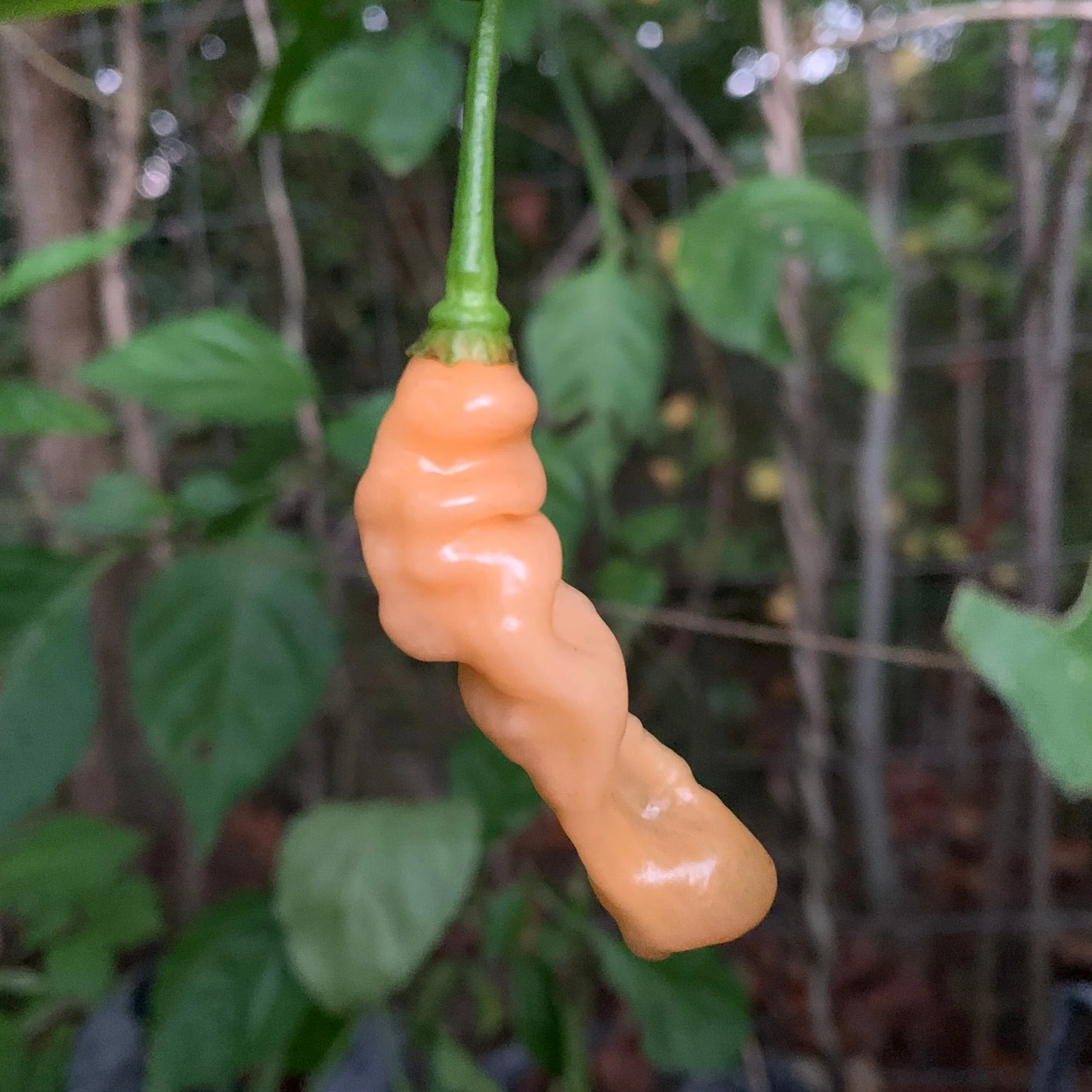 Lightning Habanero Peach - Seeds - Image 2