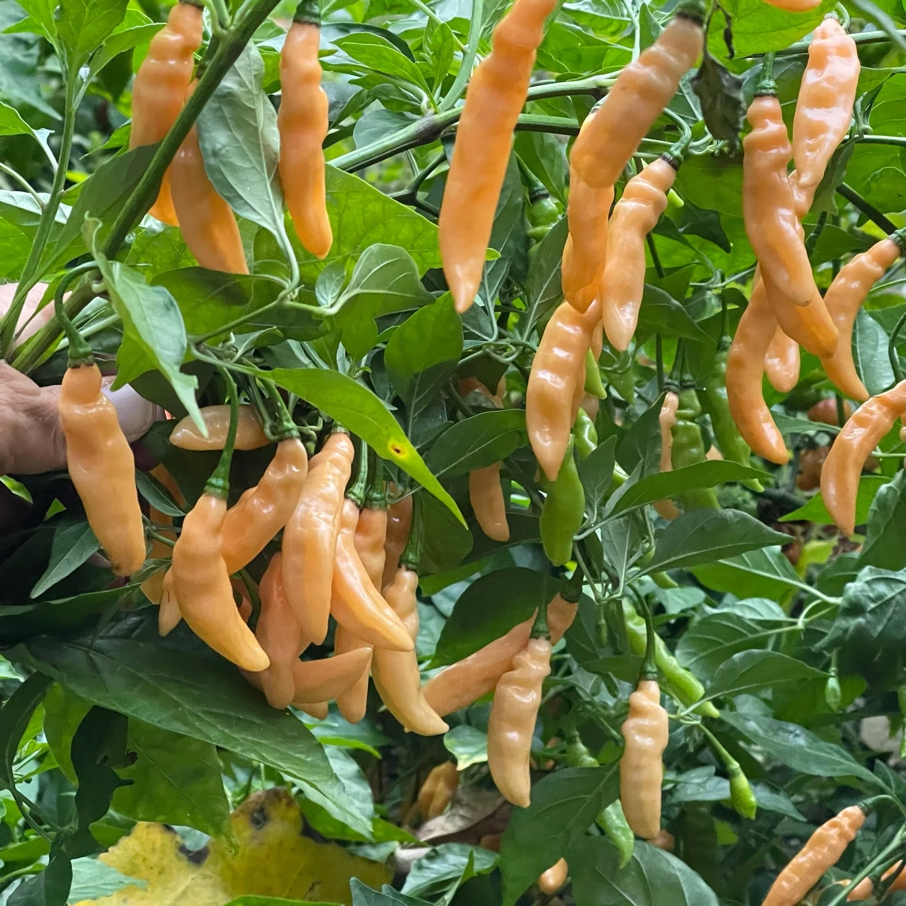 Lightning Habanero Peach - Seeds - Image 3