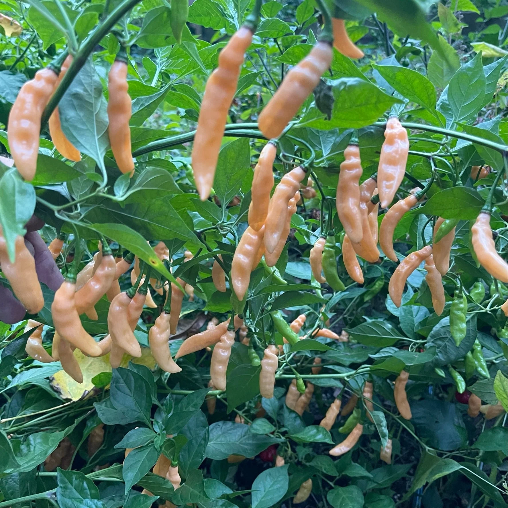 Lightning Habanero Peach - Seeds - Image 9