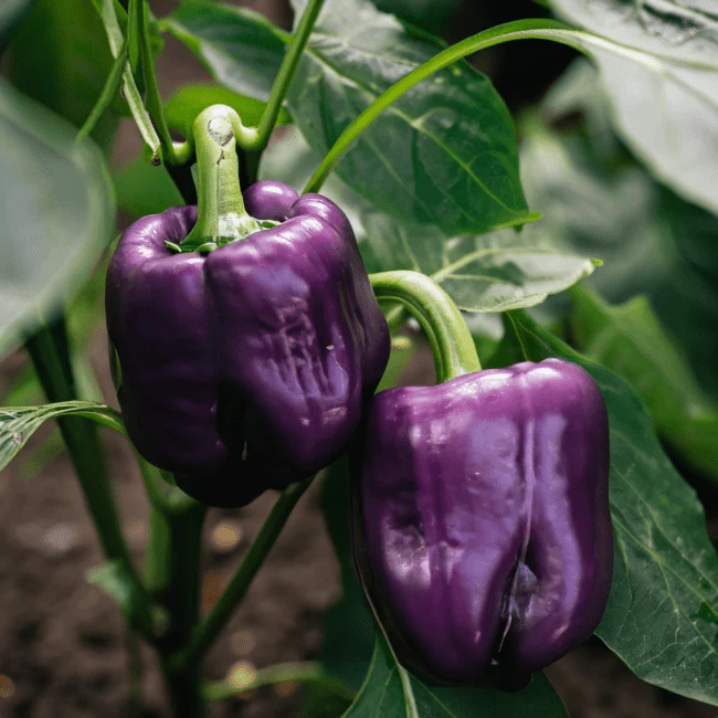 Lilac Bell Pepper Seeds - Image 2