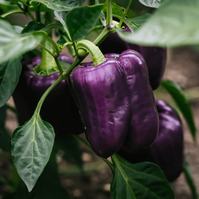 Lilac Bell Pepper Seeds - Image 3