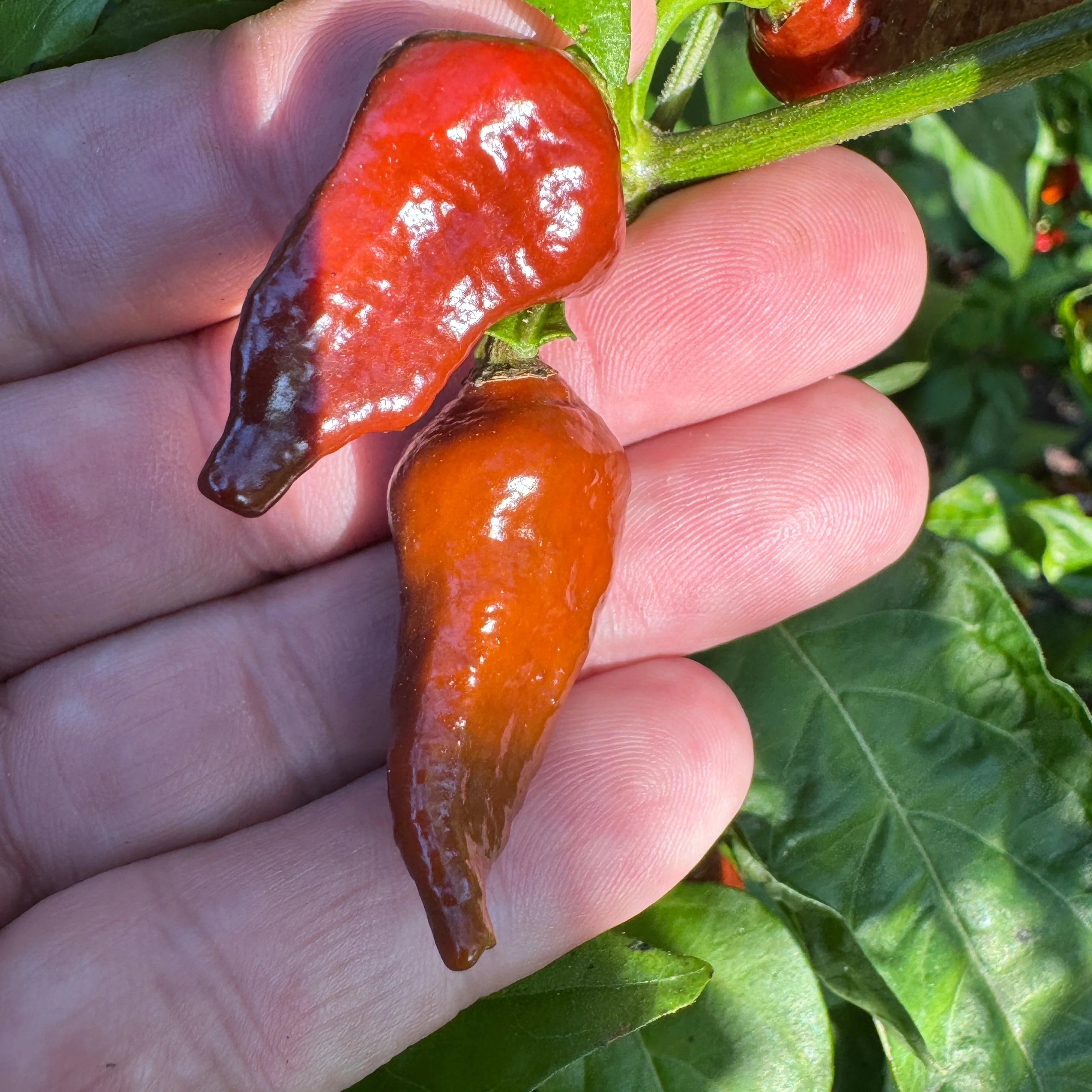 Little Bhut Jolokia Chocolate  - Seeds - Image 2