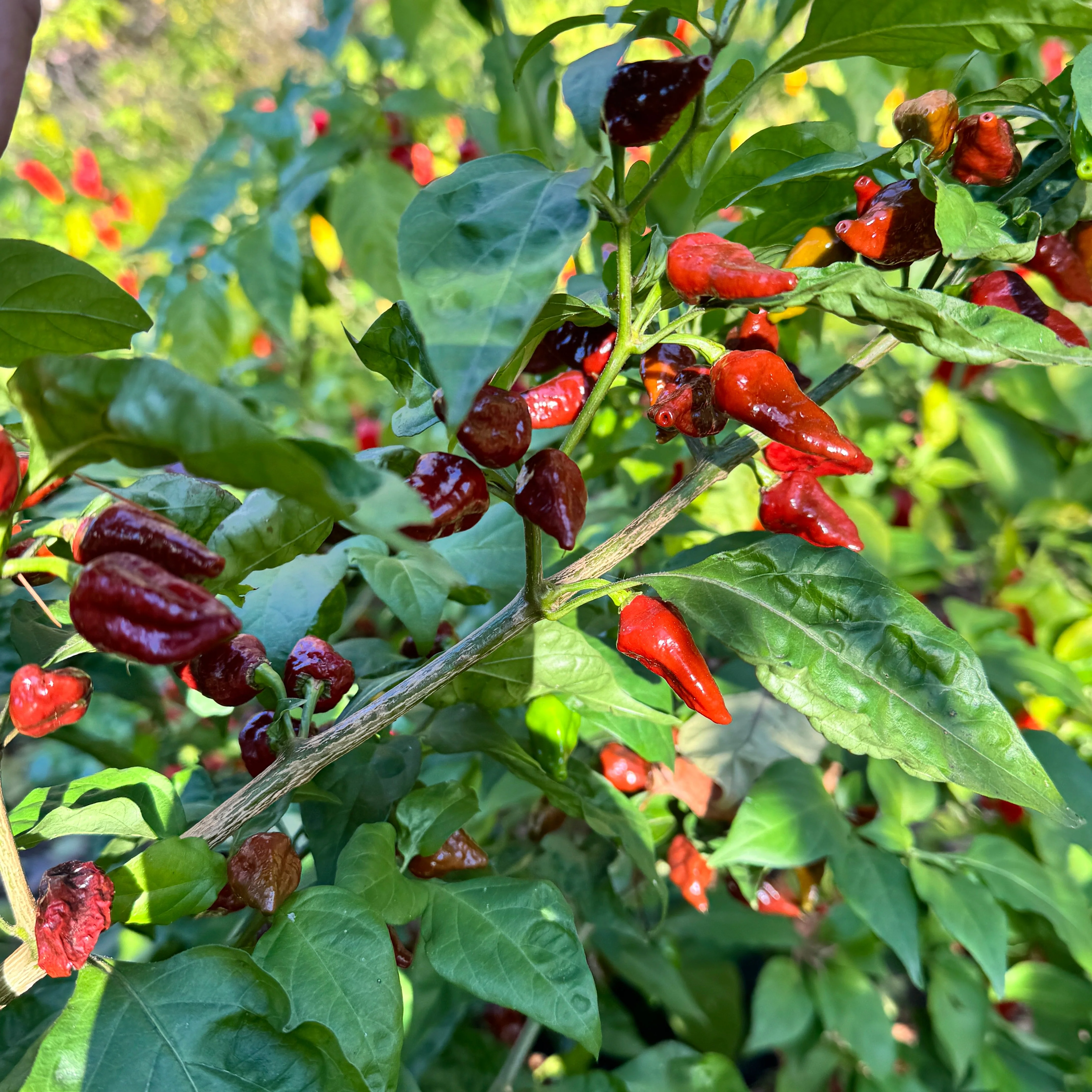 Little Bhut Jolokia Chocolate  - Seeds - Image 3
