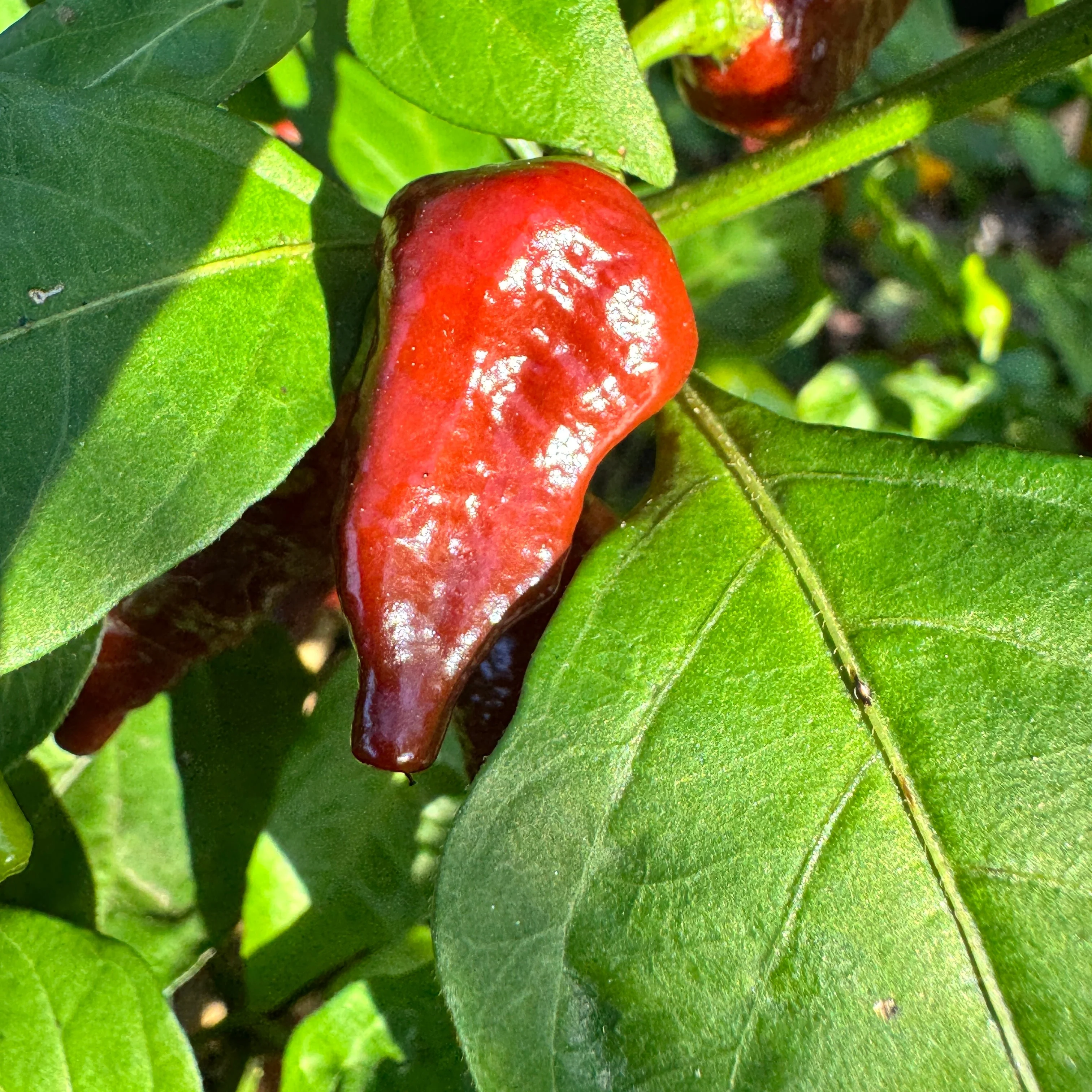 Little Bhut Jolokia Chocolate  - Seeds - Image 4