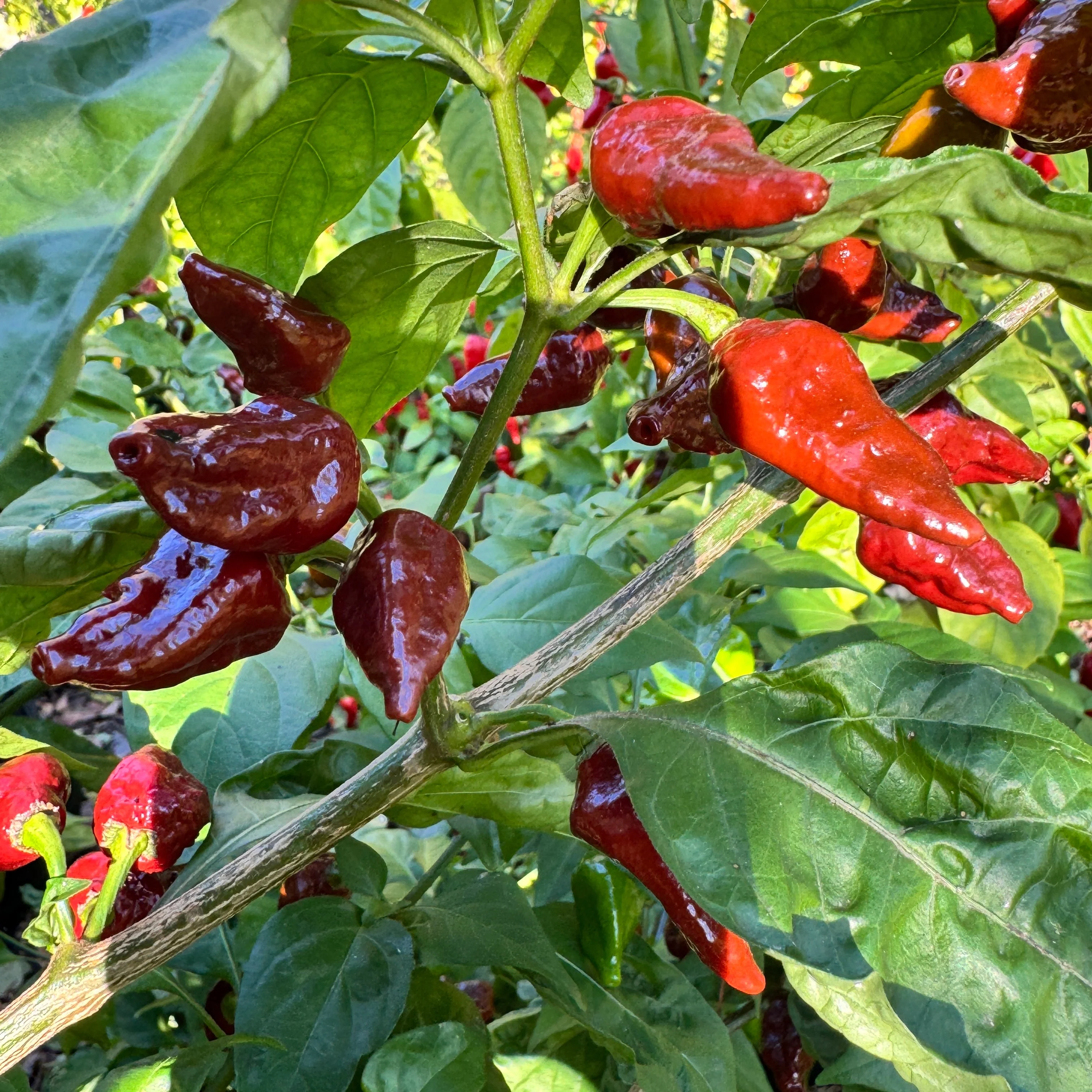 Little Bhut Jolokia Chocolate  - Seeds - Image 5