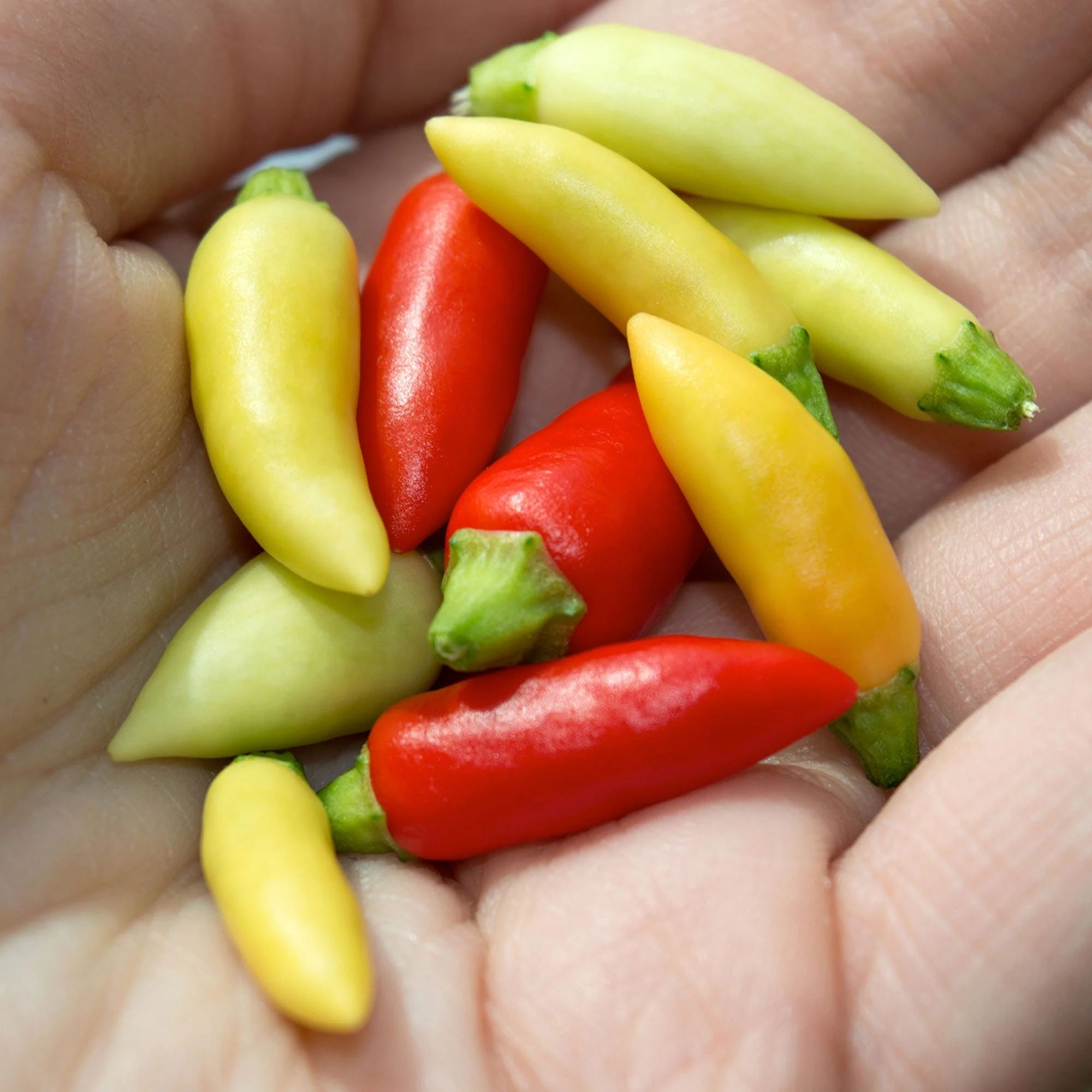 Little Elf Pepper Seeds - Image 2