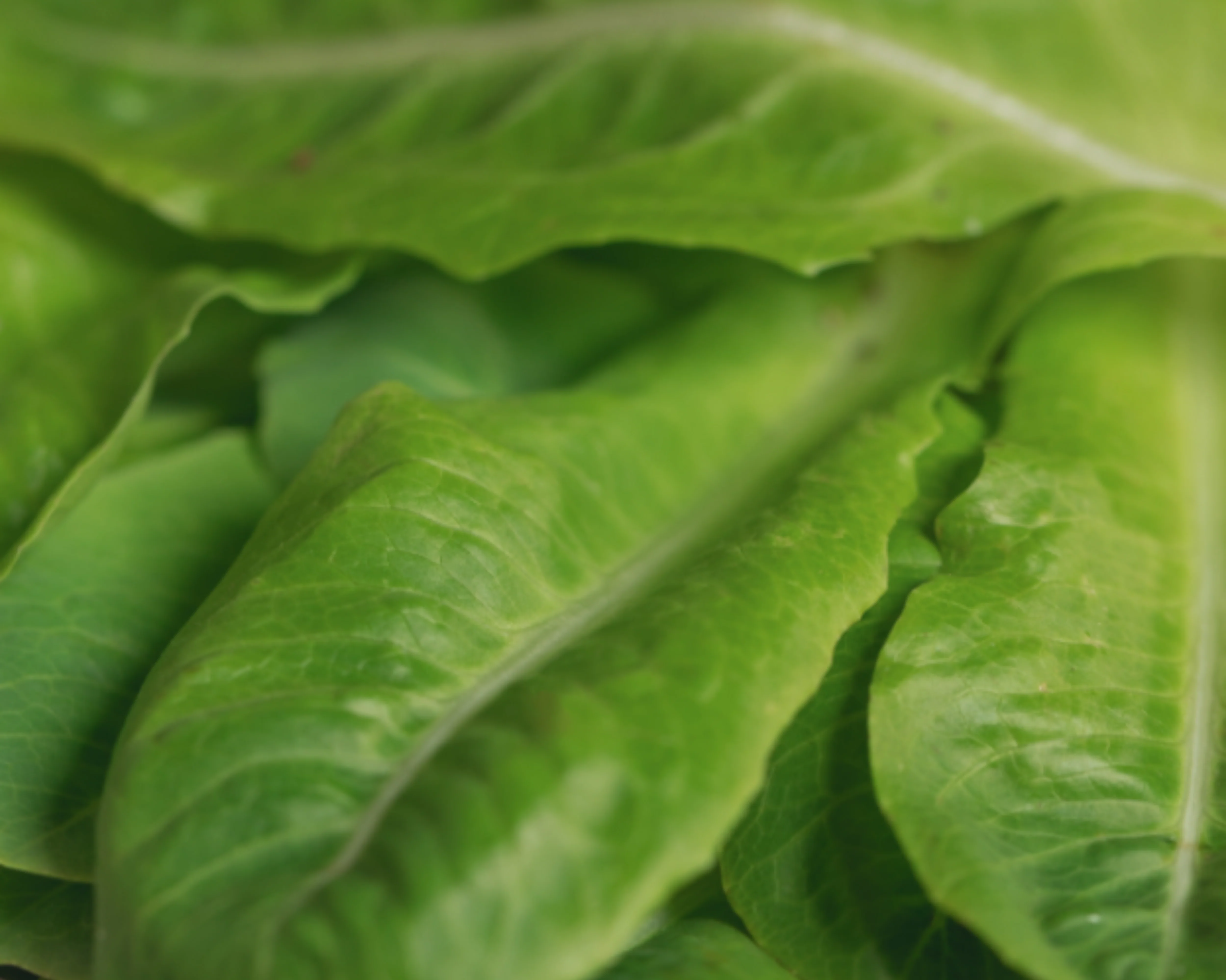 Little Gem Lettuce Seeds - Image 2