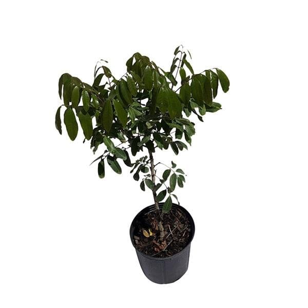 Longan Kohala Tree, Air-Layered - Image 2