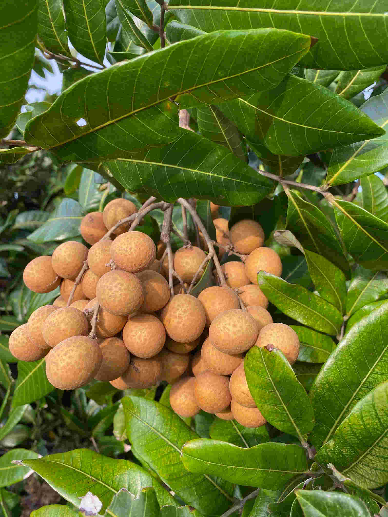 Longan Kohala Tree, Air-Layered - Image 3