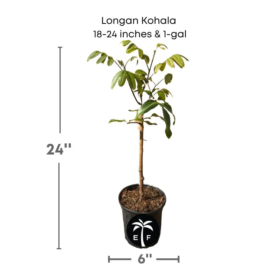 Longan Kohala Tree, Air-Layered - Image 4