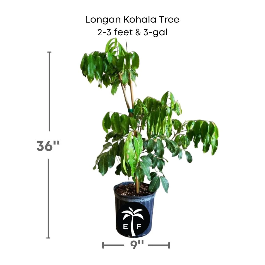 Longan Kohala Tree, Air-Layered - Image 5
