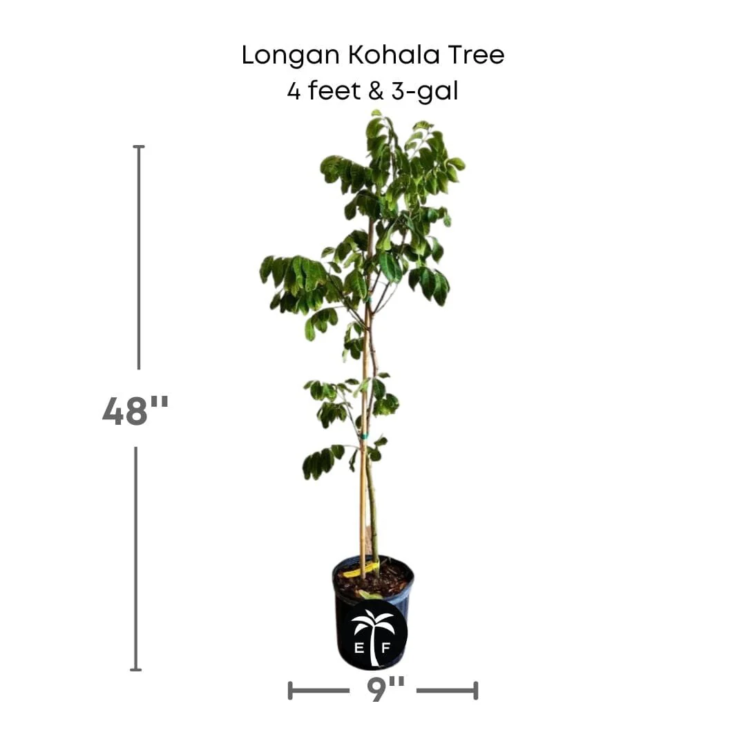 Longan Kohala Tree, Air-Layered - Image 6