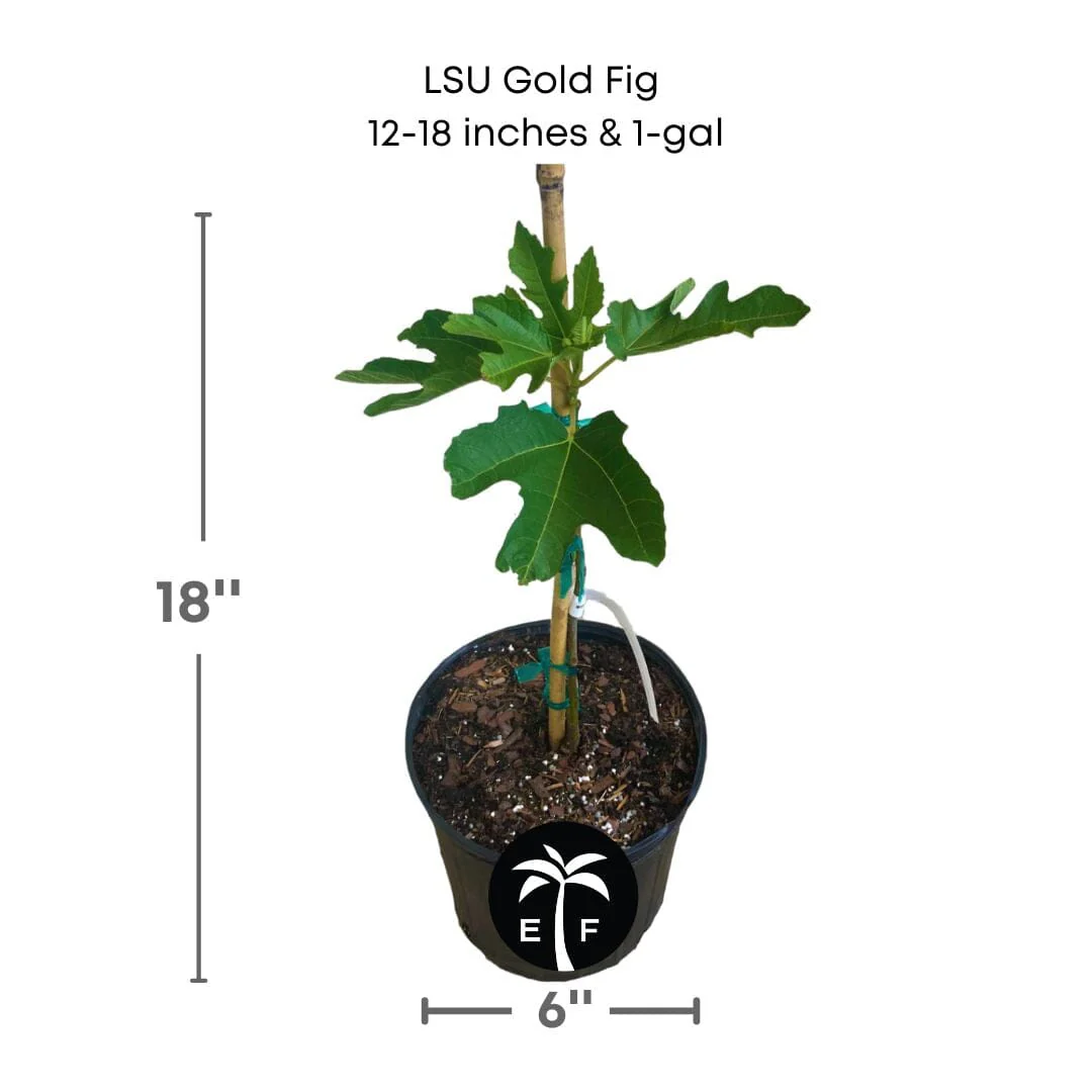 LSU Gold Fig Tree (Ficus carica 'LSU Gold') - Sweet, Golden Fruits for Your Garden - Image 2