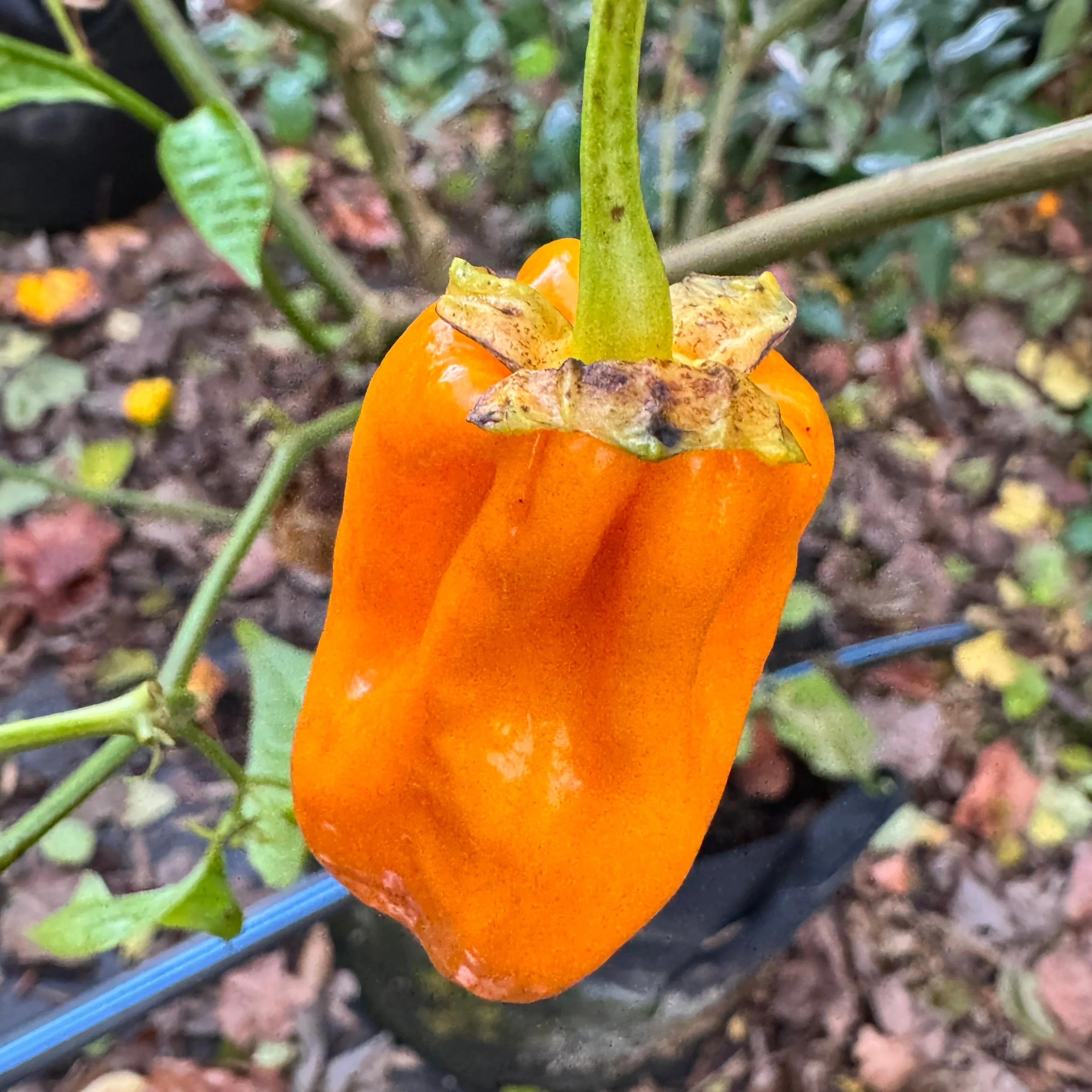 Lucifer’s Lemons  - Seeds - Image 2