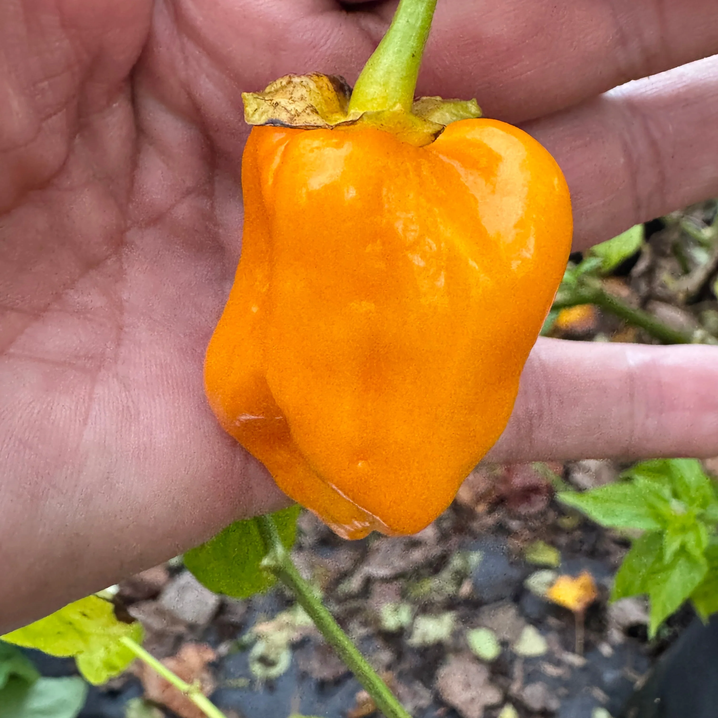 Lucifer’s Lemons  - Seeds - Image 3