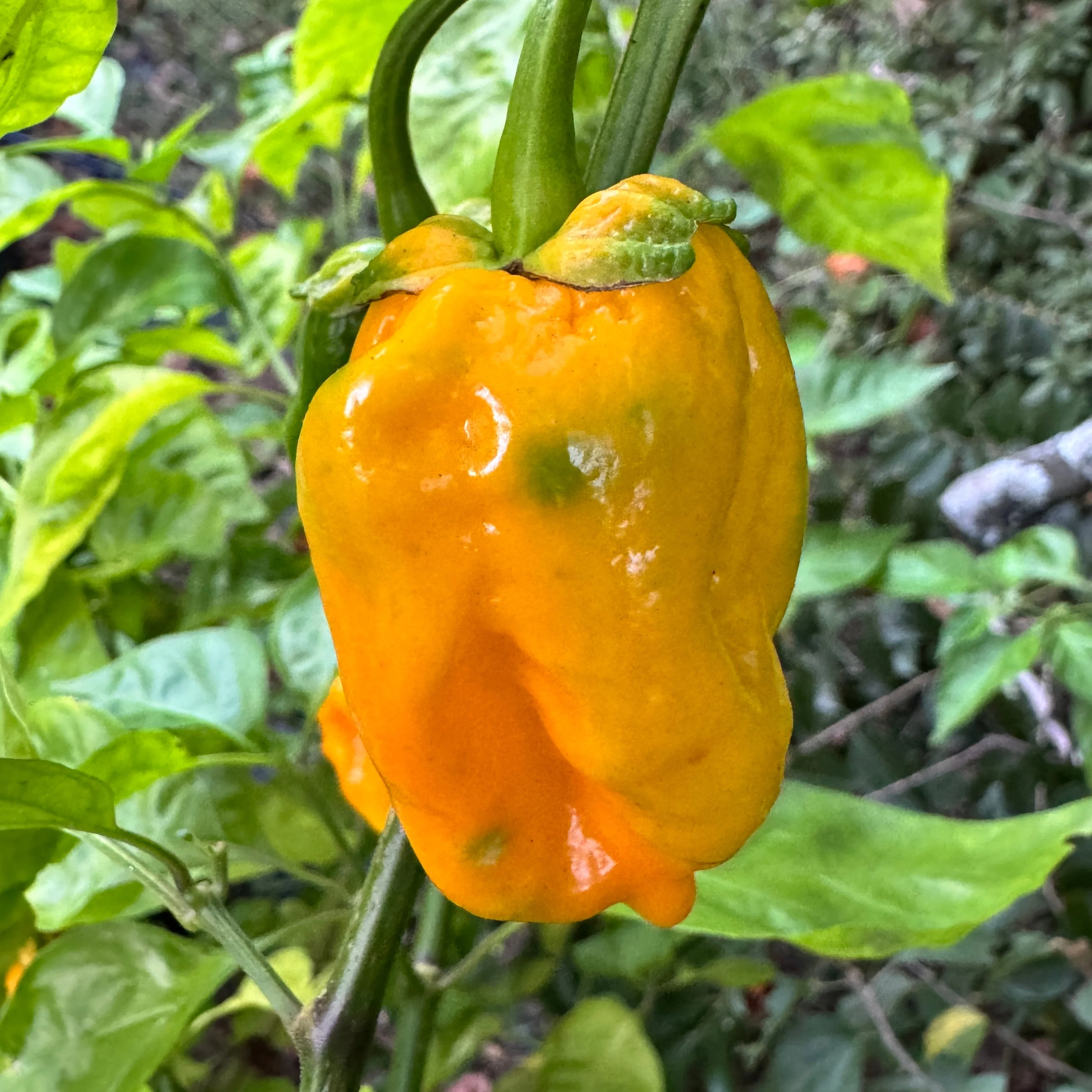 Lucifer’s Lemons  - Seeds - Image 4