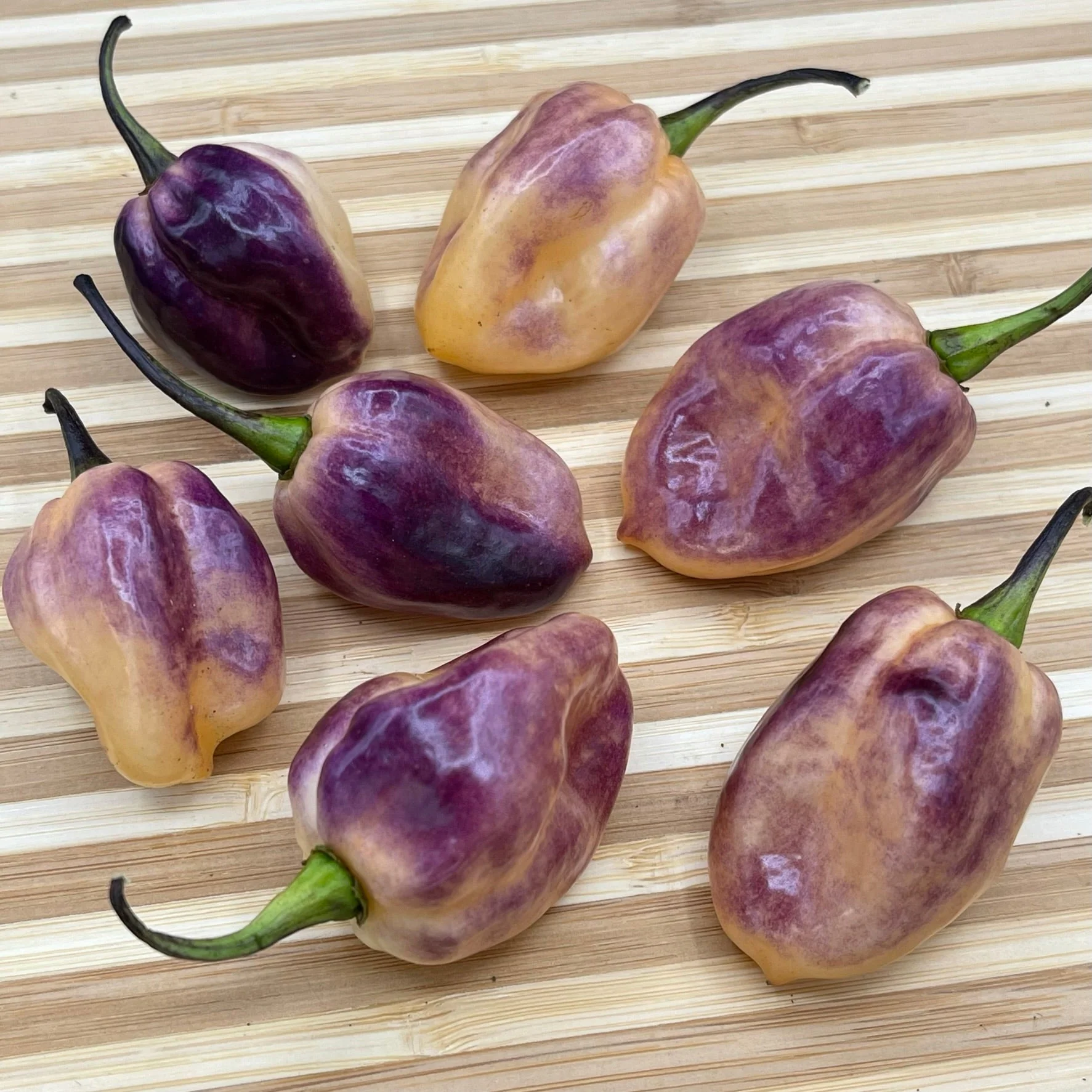 M.A.M.P. Purple BerryGum - Seeds - Image 2