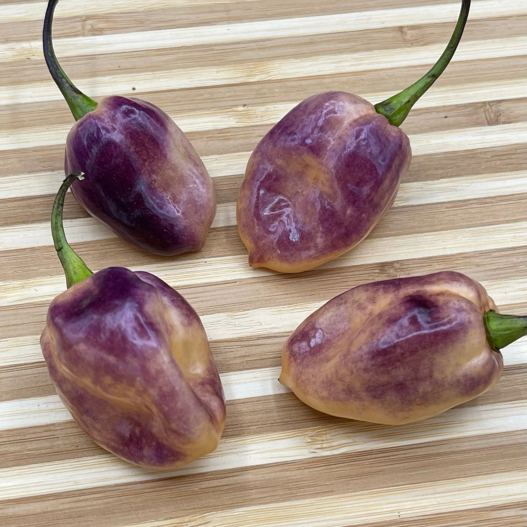 M.A.M.P. Purple BerryGum - Seeds - Image 3