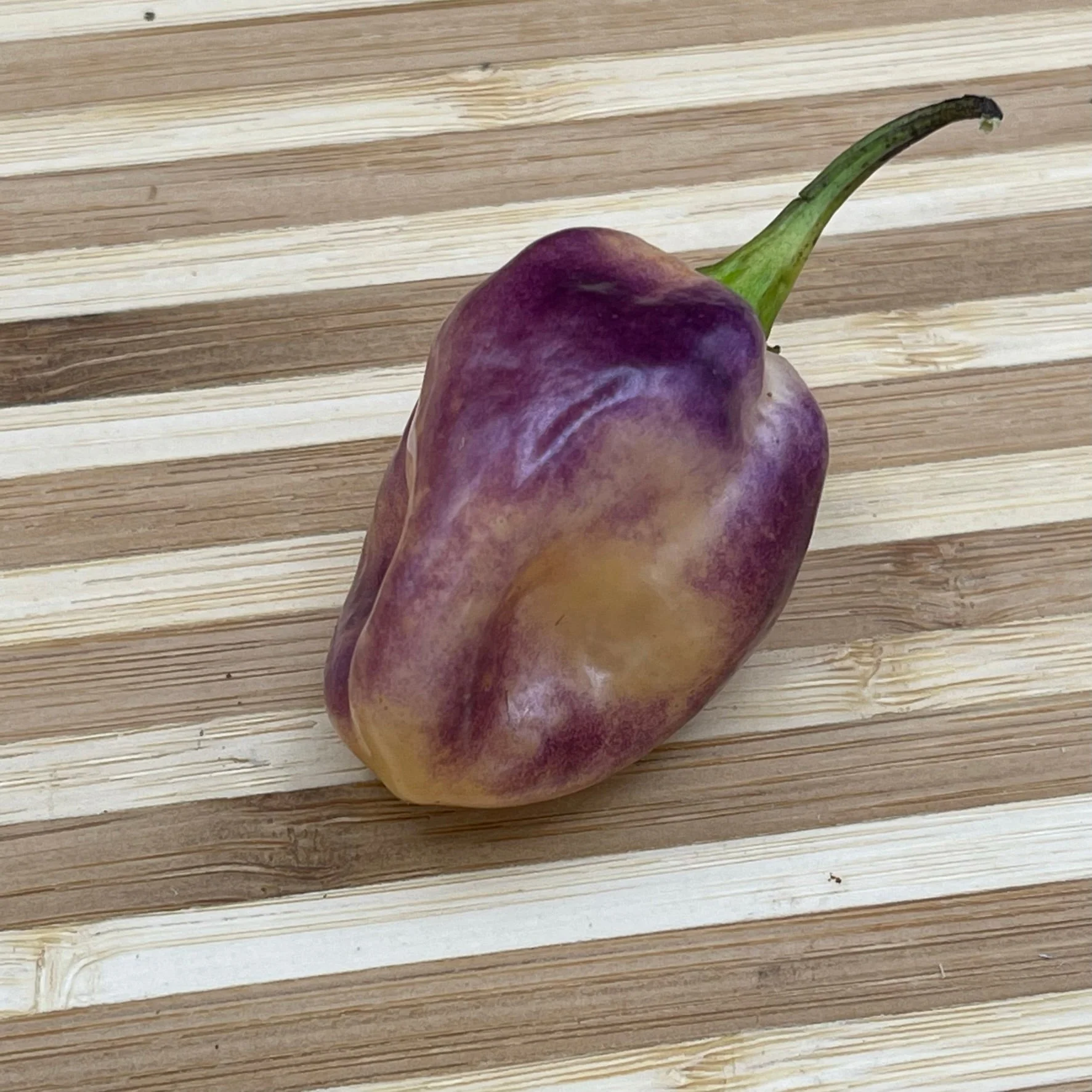M.A.M.P. Purple BerryGum - Seeds - Image 4