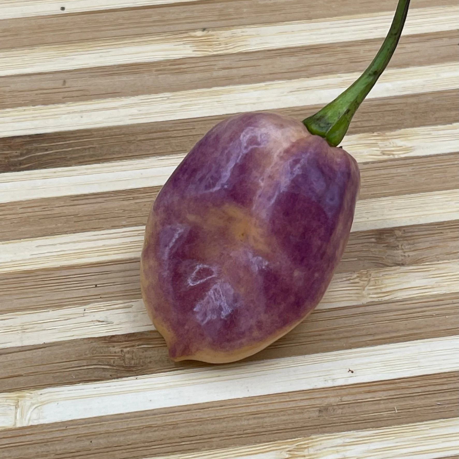 M.A.M.P. Purple BerryGum - Seeds - Image 5