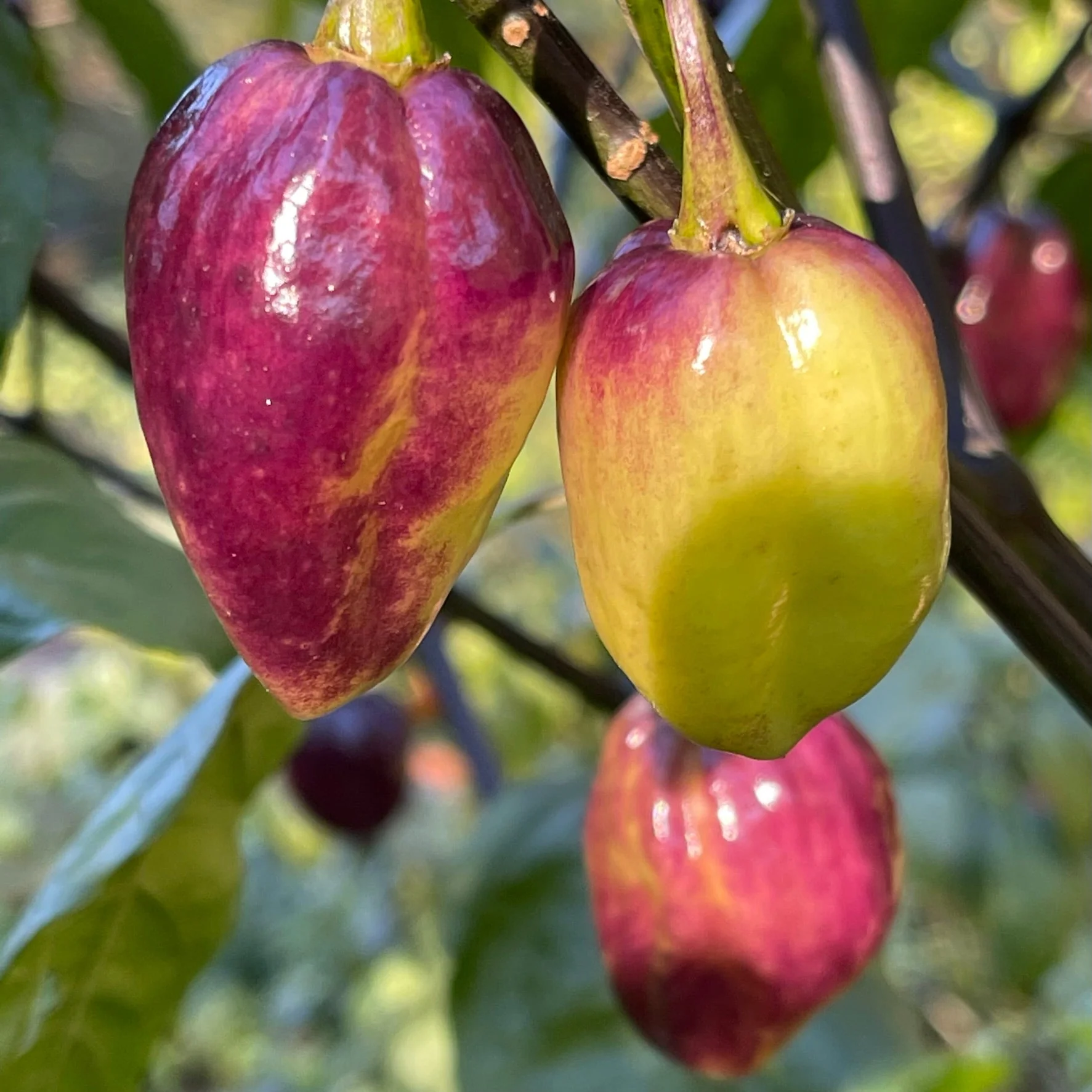 M.A.M.P. Purple BerryGum - Seeds - Image 6