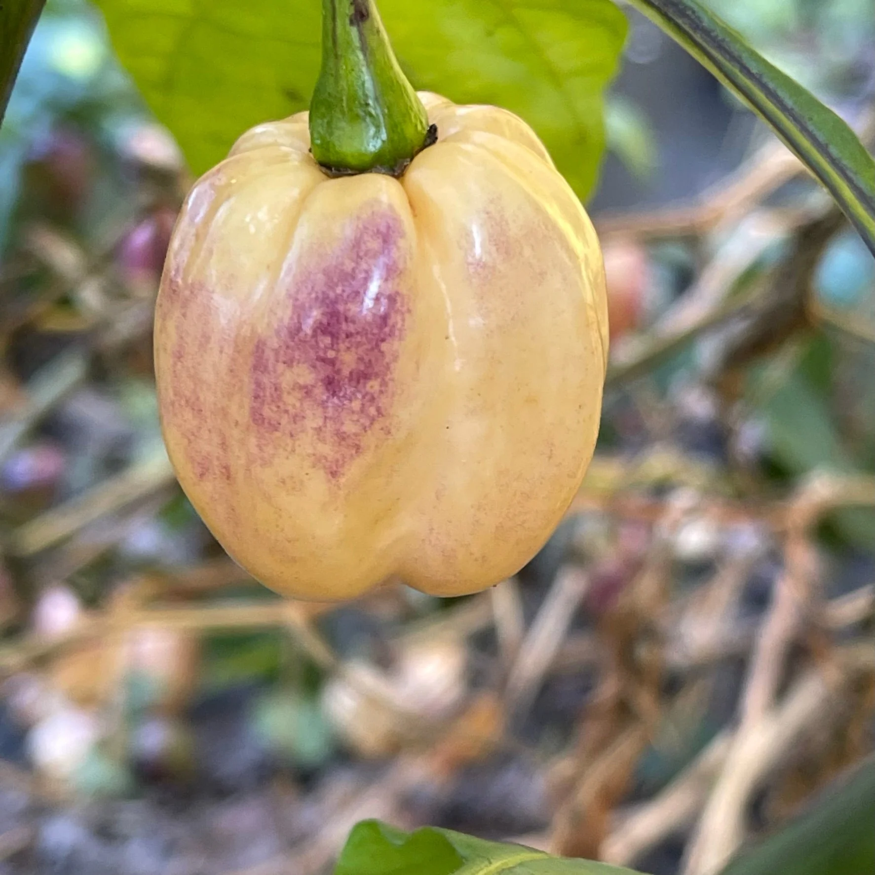 M.A.M.P. Purple BerryGum - Seeds - Image 7