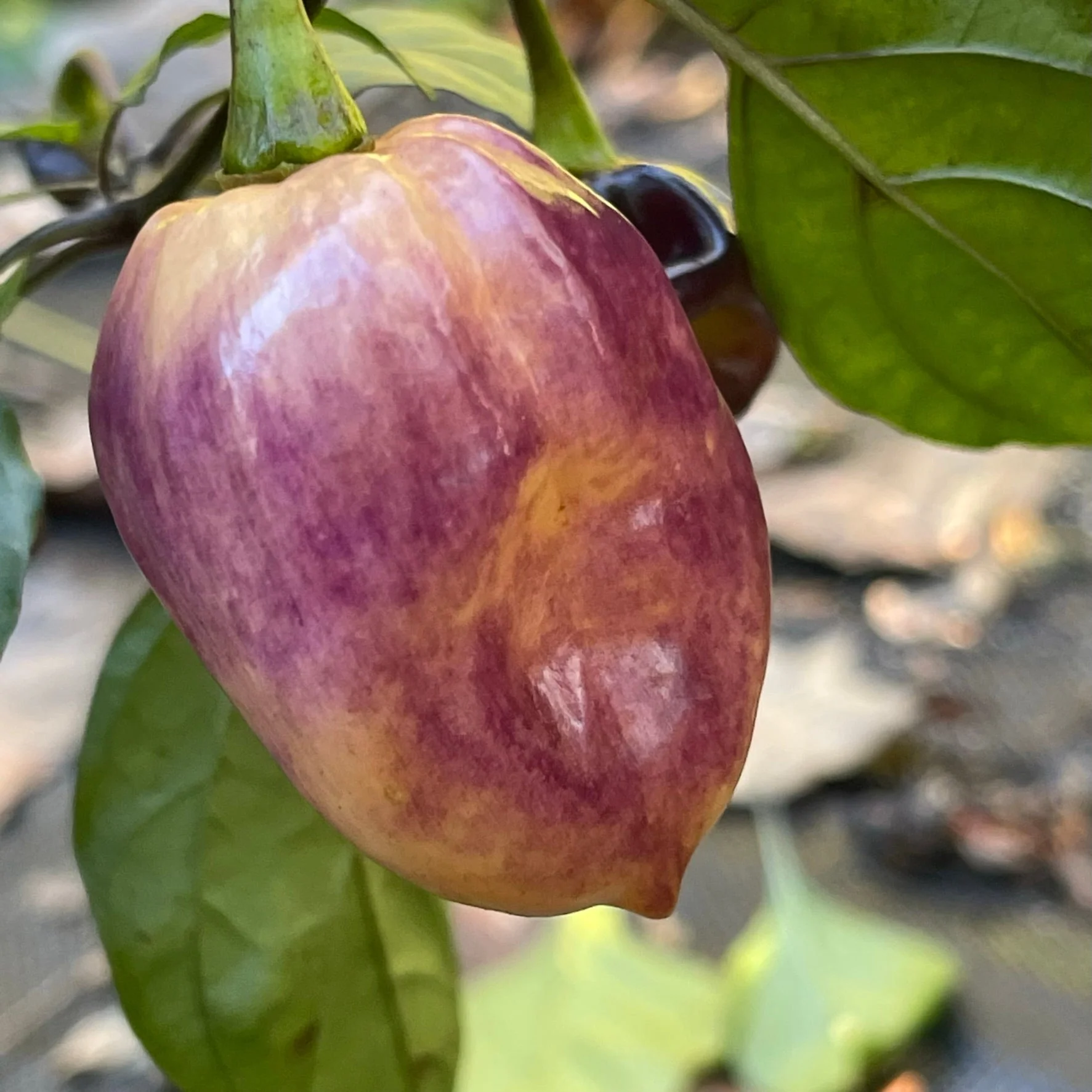 M.A.M.P. Purple BerryGum - Seeds - Image 8