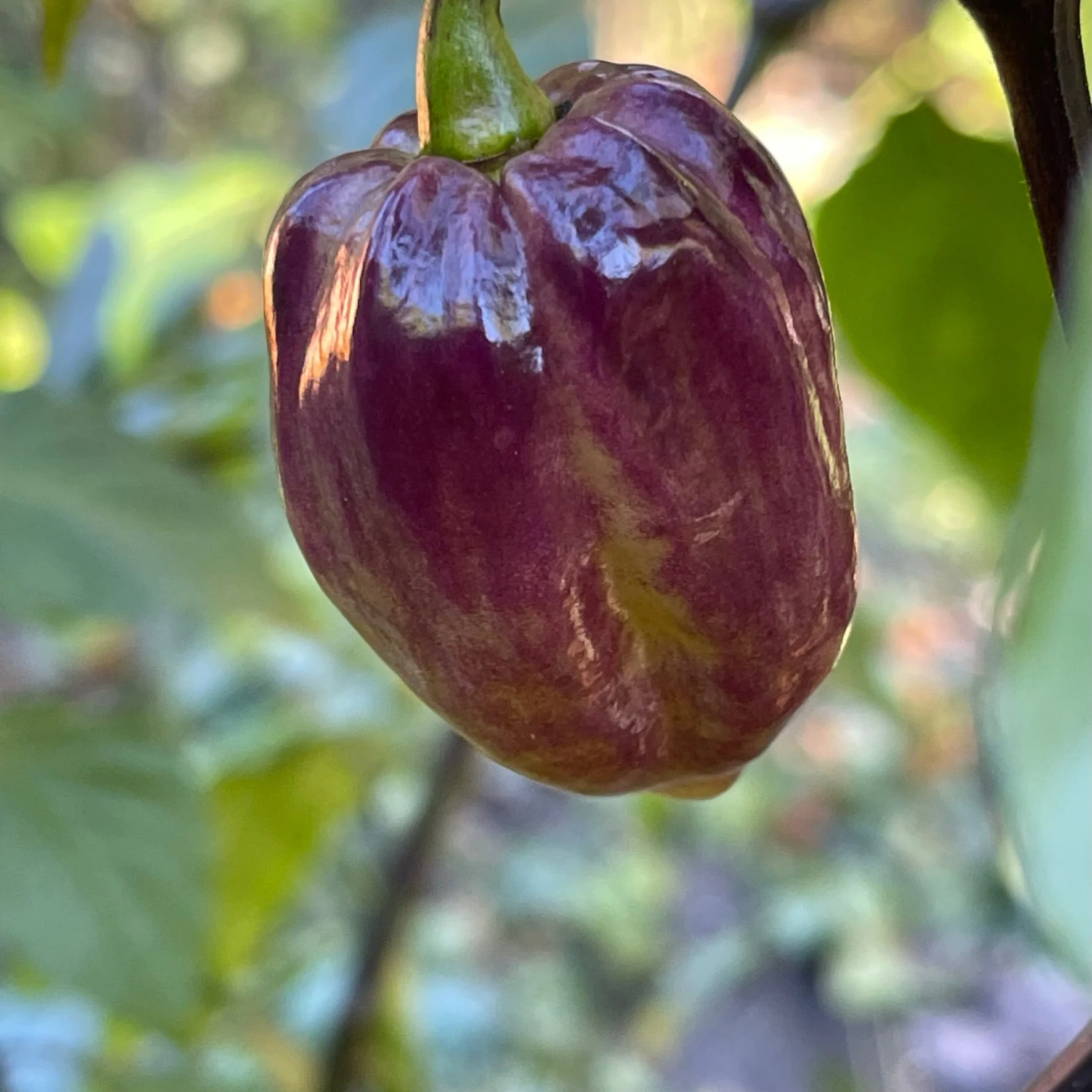 M.A.M.P. Purple BerryGum - Seeds - Image 9