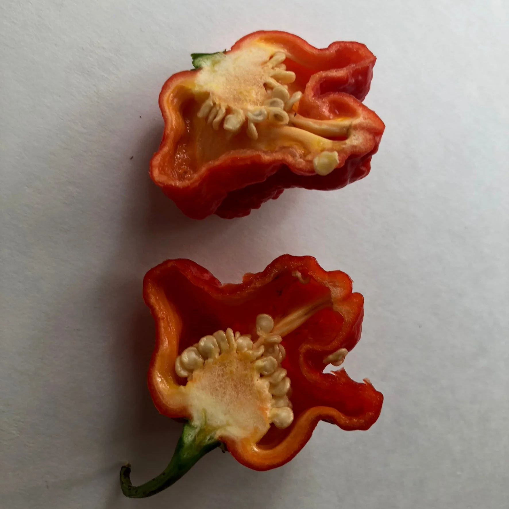 MA Wartryx - Seeds - Image 6