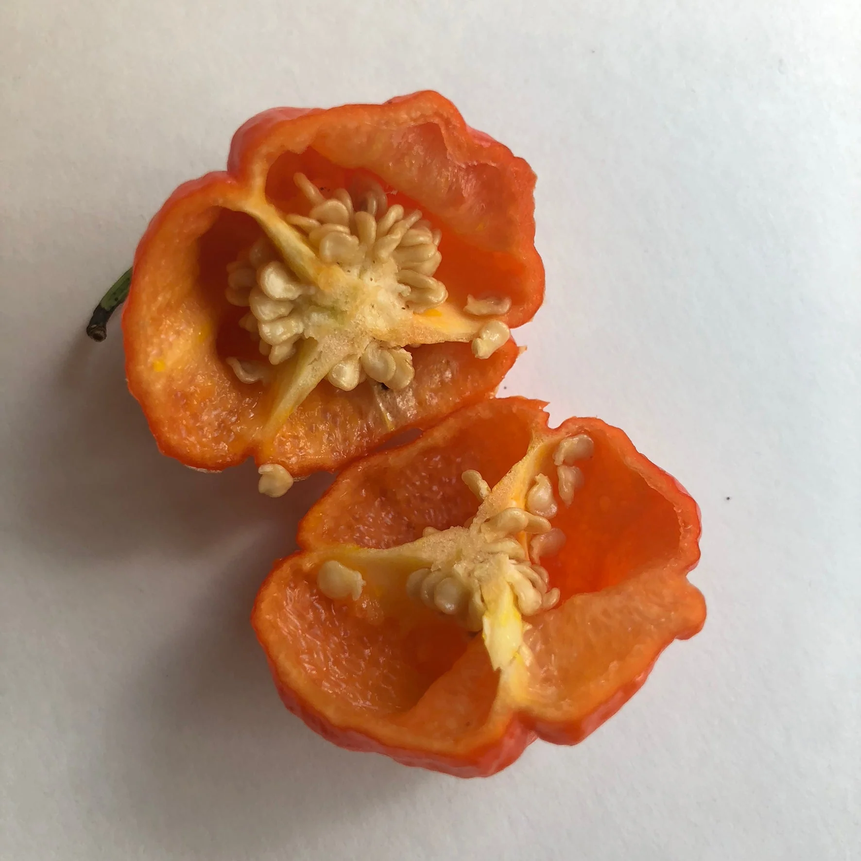 MA Wartryx - Seeds - Image 7