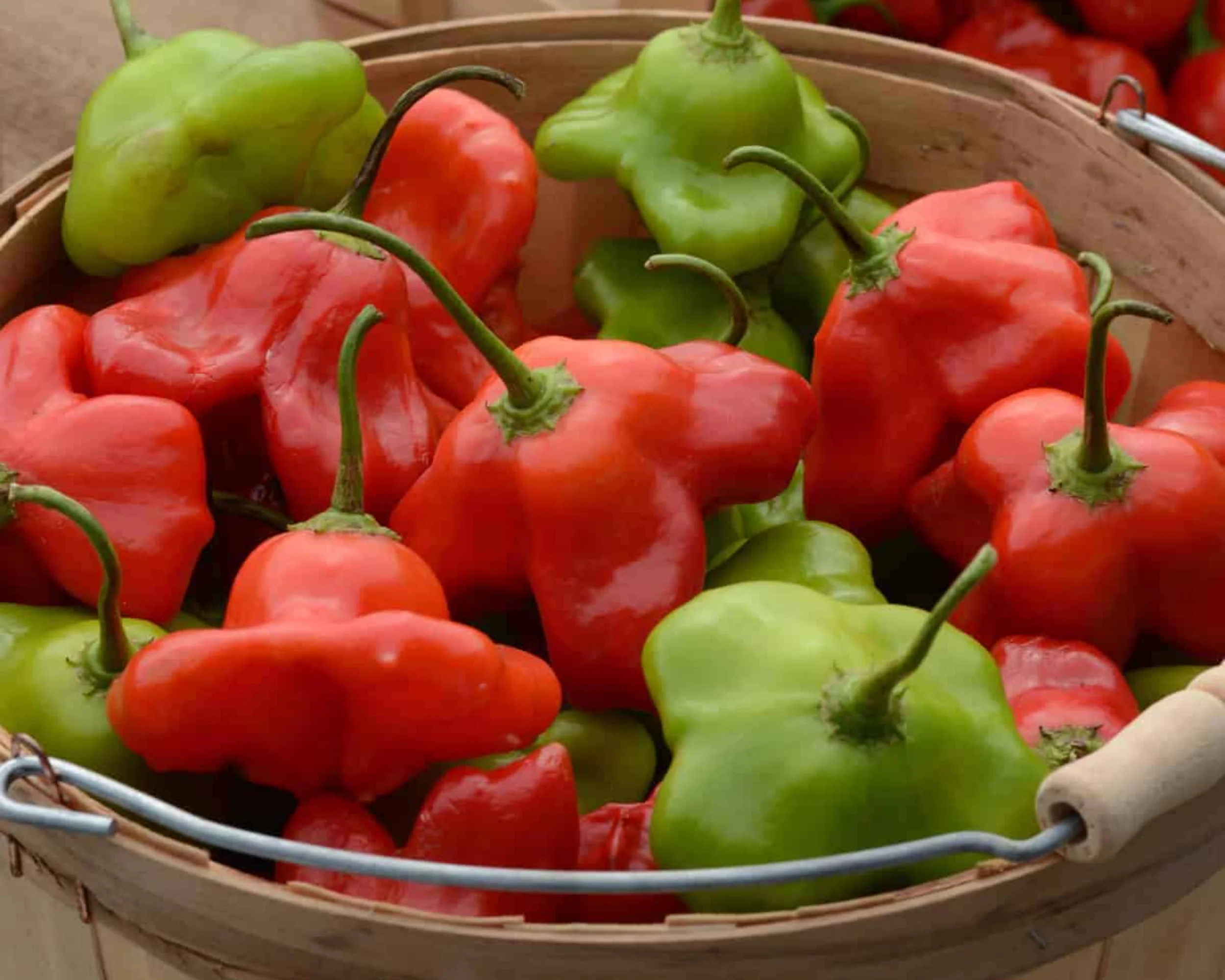 Mad Hatter Hybrid Pepper Seeds - Image 2